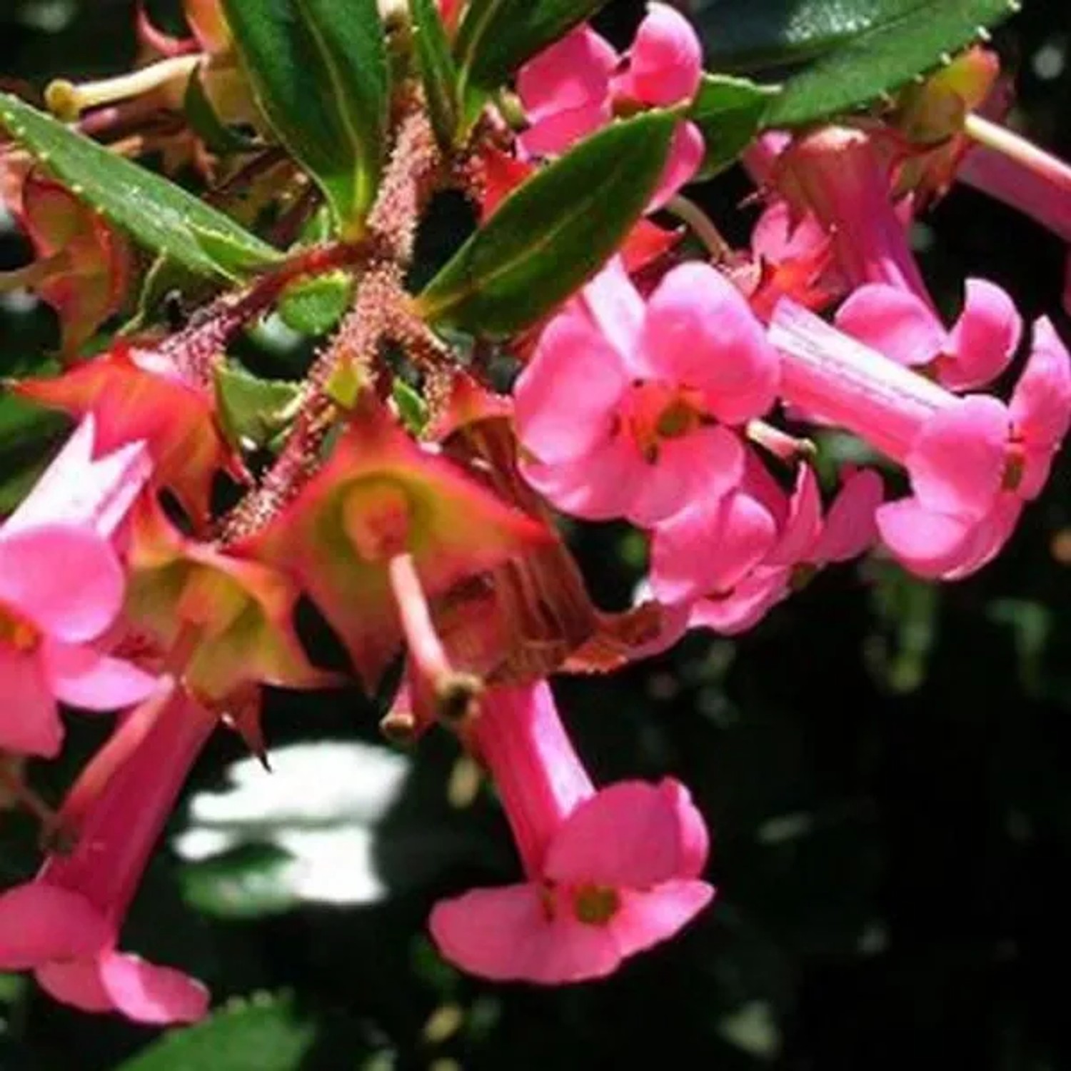 Andenstrauch Escallonia rubra macrantha 40 bis 50 cm im Container Immergrün