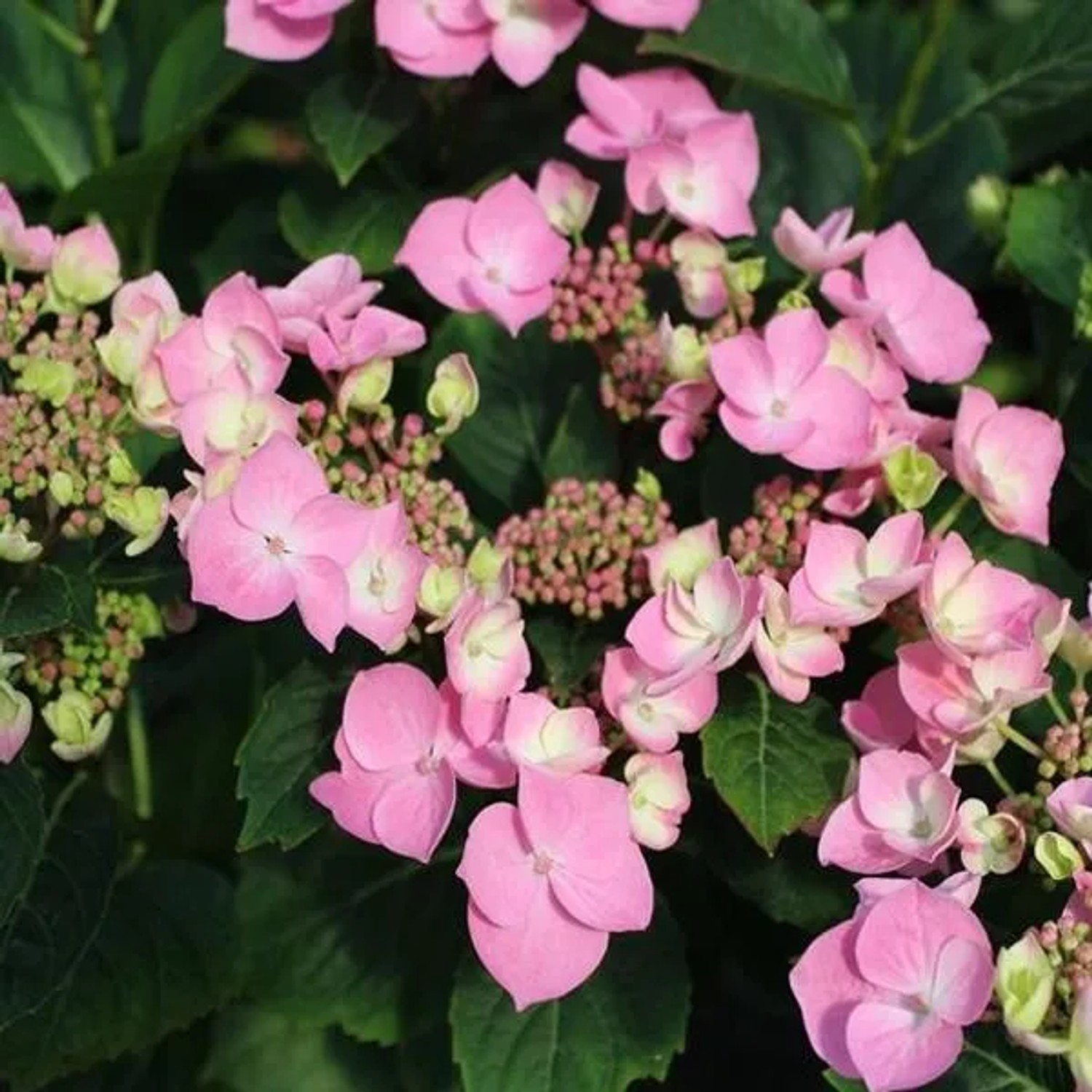 Hortensie 'Messalina' Hydrangea macrophylla 25 bis 30 cm im Container Kompakt Wachsend