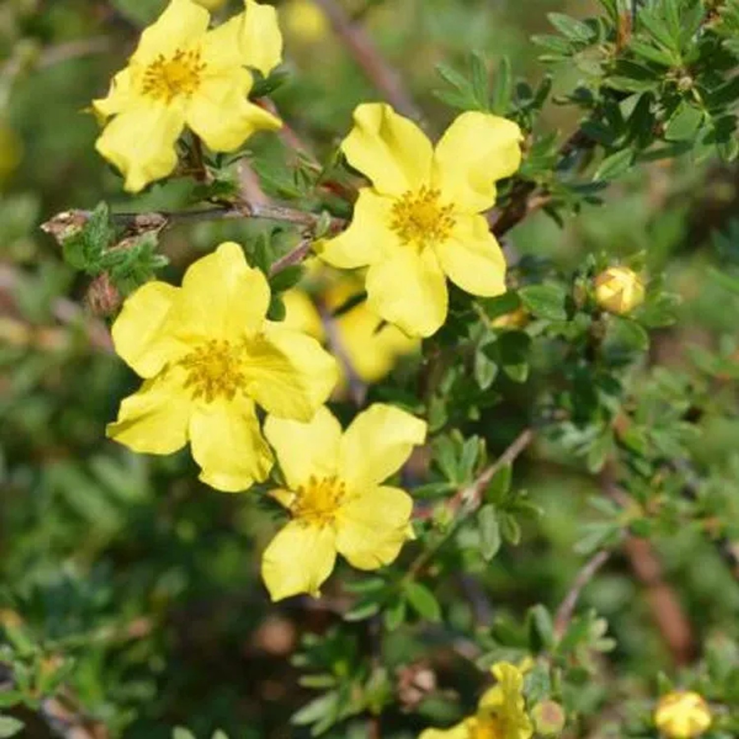 Fingerstrauch 'Elizabeth' Potentilla fruticosa 25 bis 30 cm im Container Buschig Wachsend