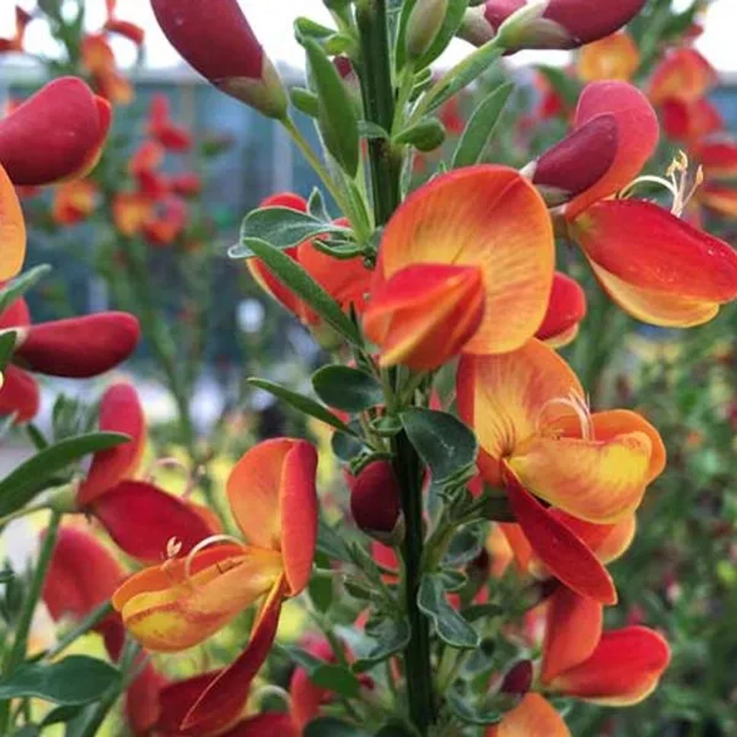 Ginster 'Goldfinch' Cytisus 40 bis 60 cm im Container Kompakt Wachsend