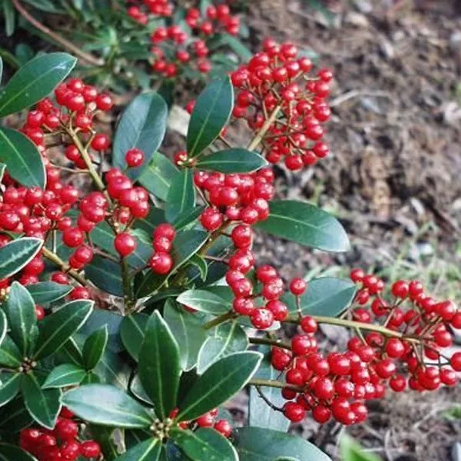 Skimmie 'Veitchii' Skimmia japonica 30 bis 40 cm im Container Kompakt Wachsend
