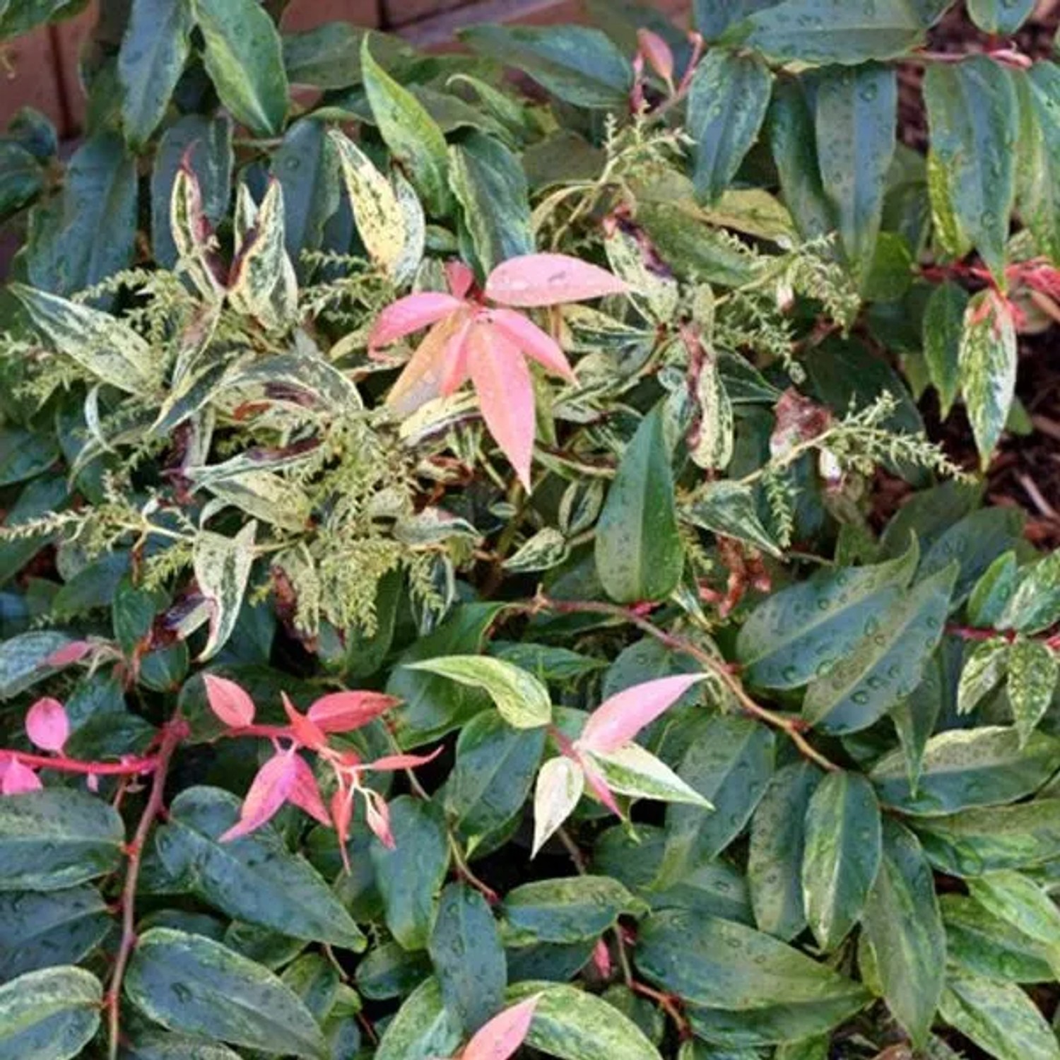 Lavendelheide 'Rainbow' Leucothoe fontanesiana 20 bis 30 cm im Container Kompakt Wachsend