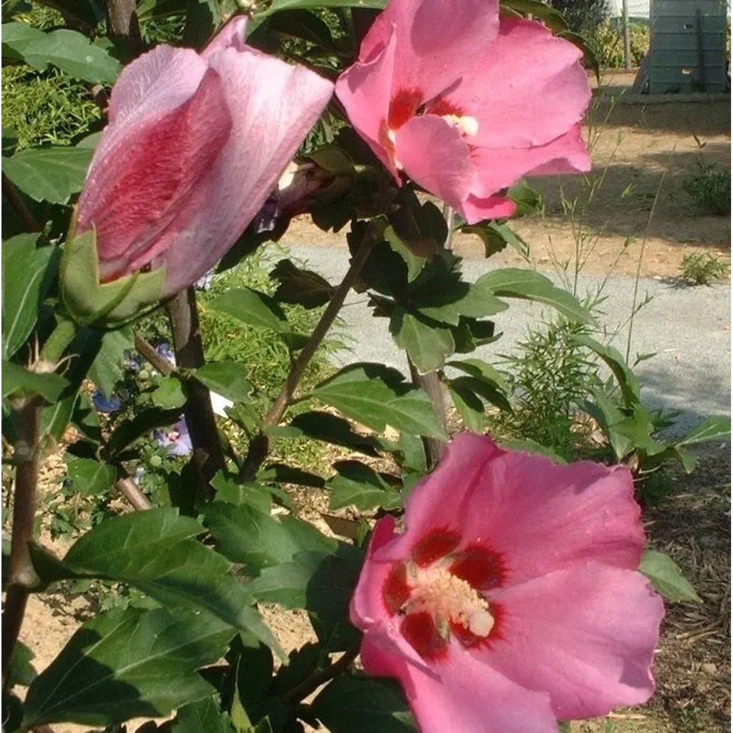 Garteneibisch 'Pink Giant' Hibiscus syriacus 40 bis 60 cm im Container Blüht am Neuen Holz