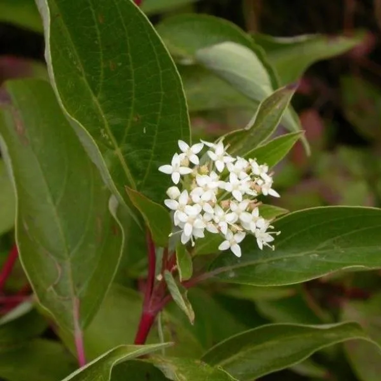 Hartriegel 'Kelseyi' Cornus sericea 15 bis 20 cm im Container Kompakt Wachsend