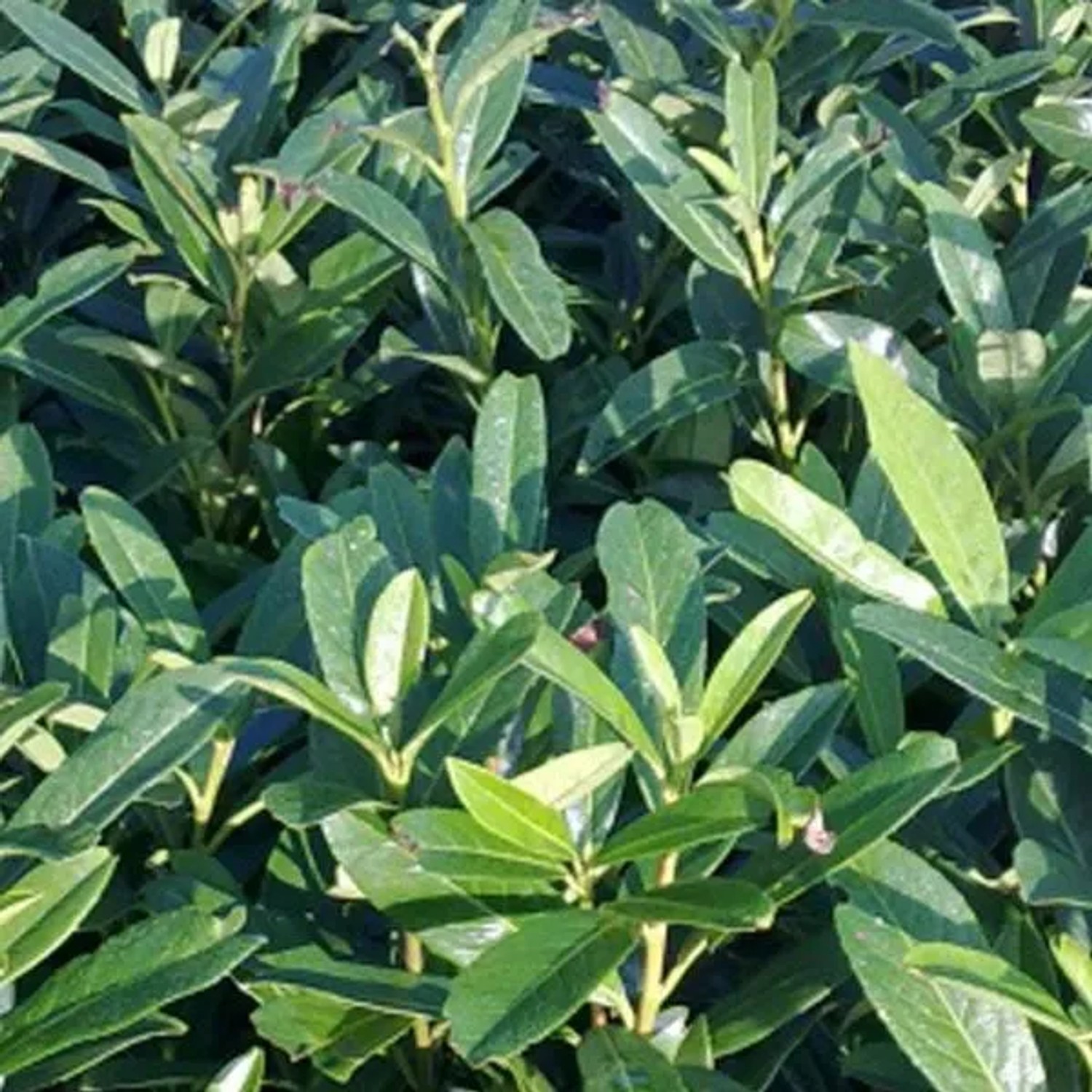 Kirschlorbeer 'Caucasica' Prunus,aurocerasus 60 bis 80 cm im Container Schnell Wachsend