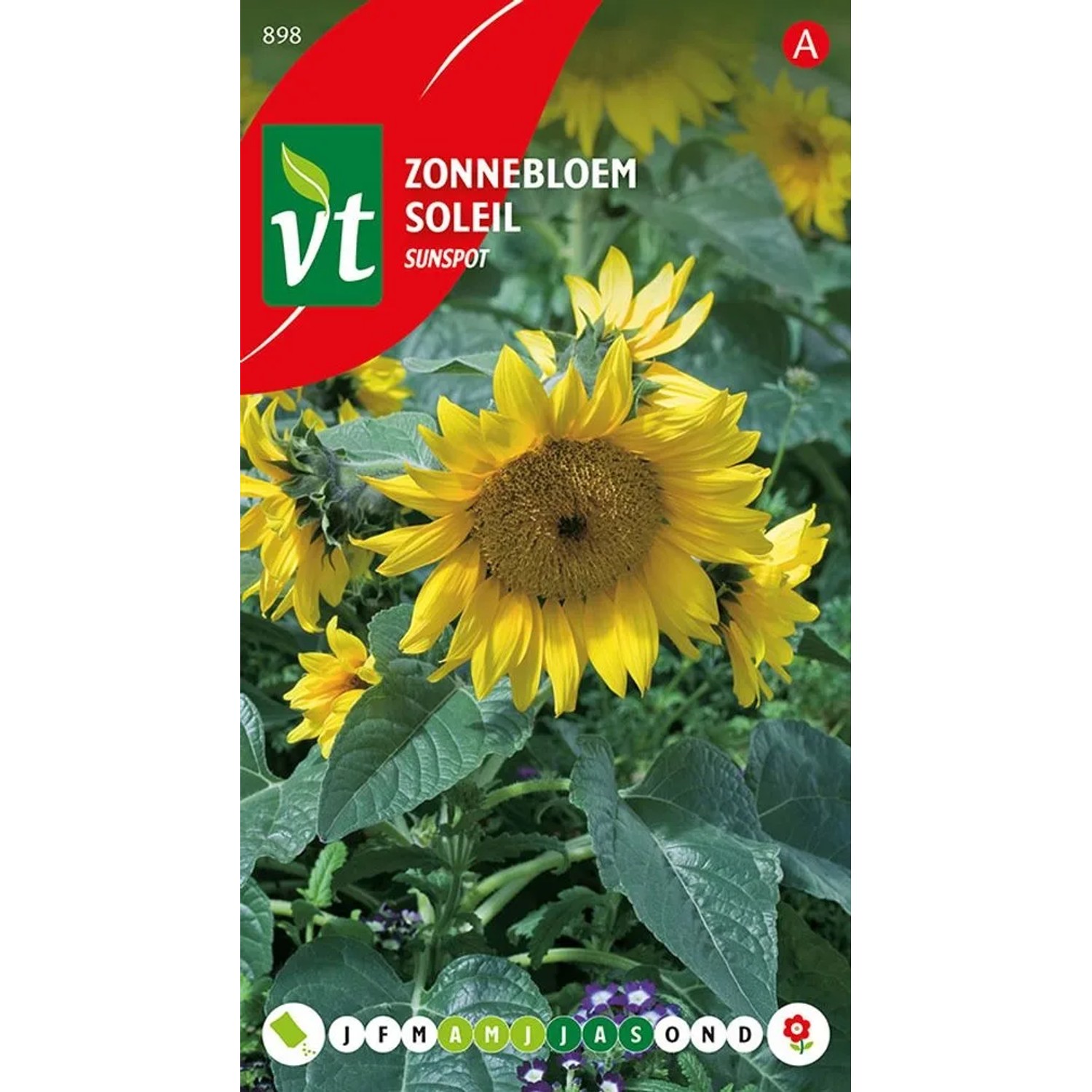 Zwerg-Sonnenblume 'Sunspot' Samen Circa 1,5 g Leuchtend Gelbe Blüten
