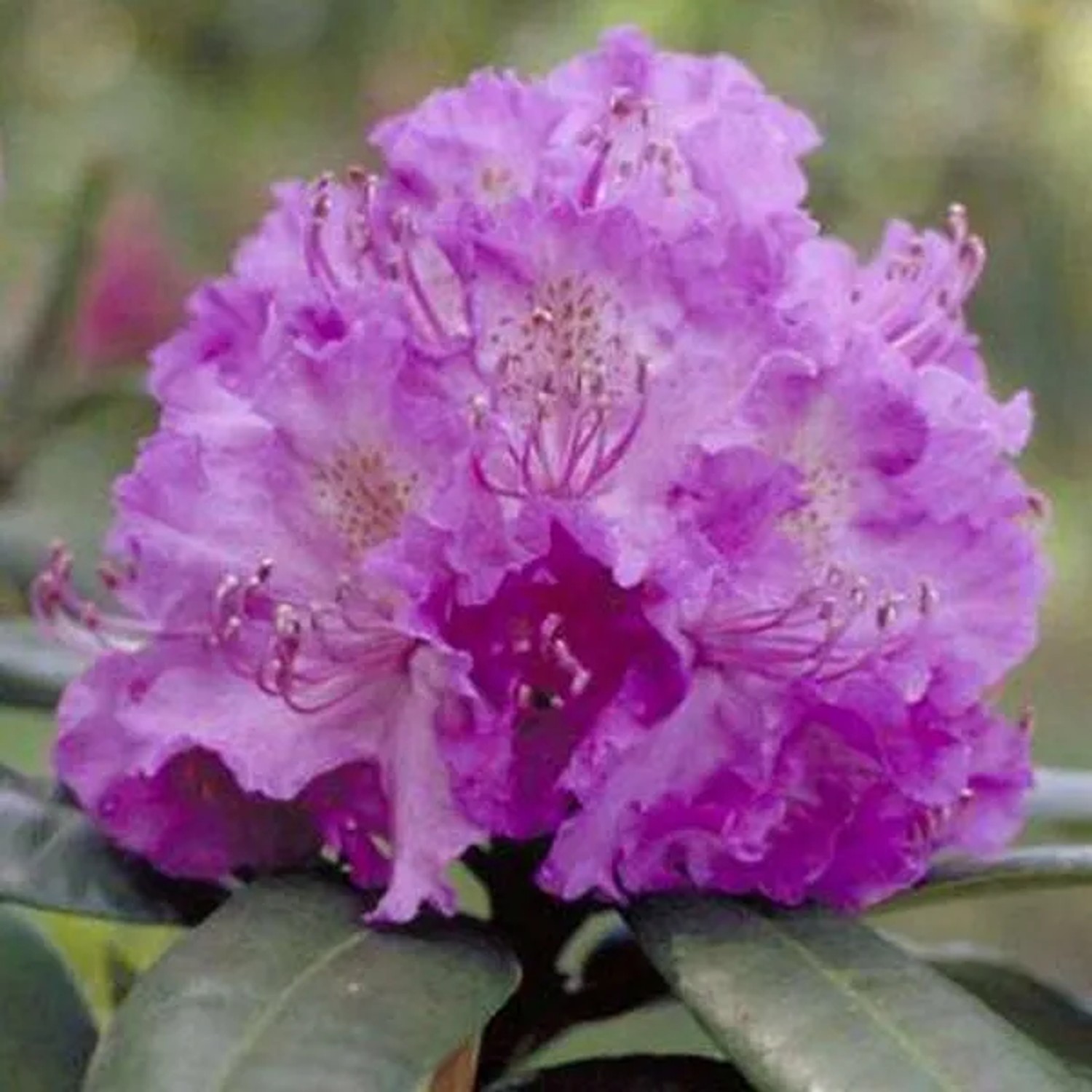 Rhododendron 'Alfred' 40 bis 50 cm im Container Für Sauren Boden