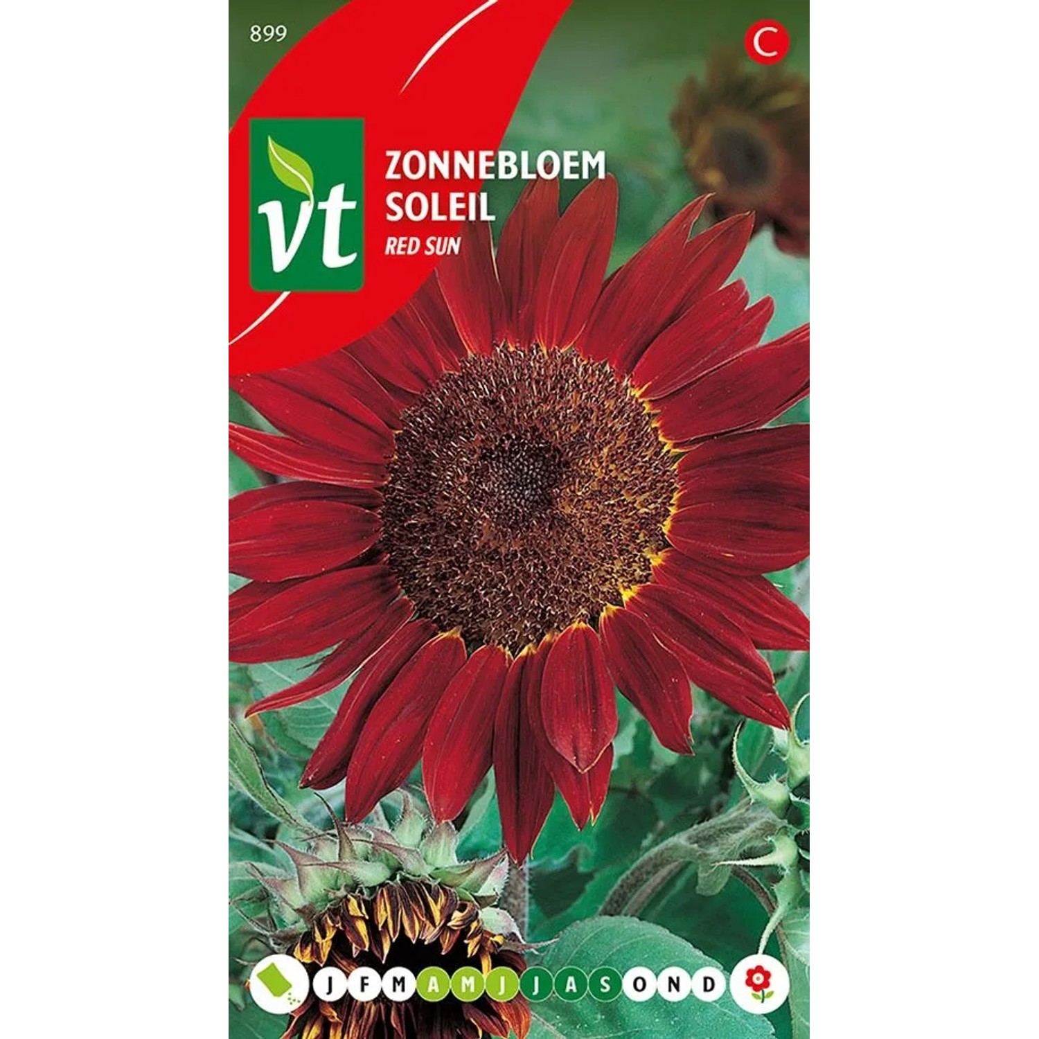 Sonnenblume 'Rote Sonne' Samen Circa 1 g Große Blüten