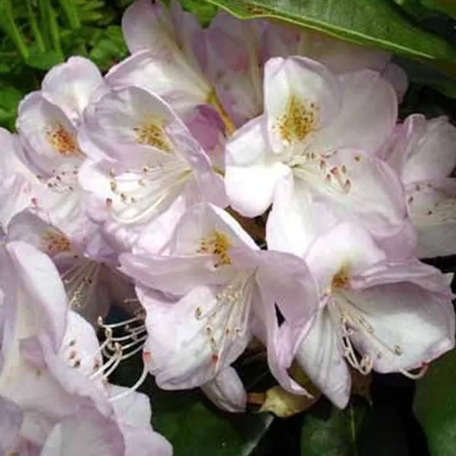 Rhododendron 'Gomer Waterer' 40 bis 50 cm im Container Für Sauren Boden