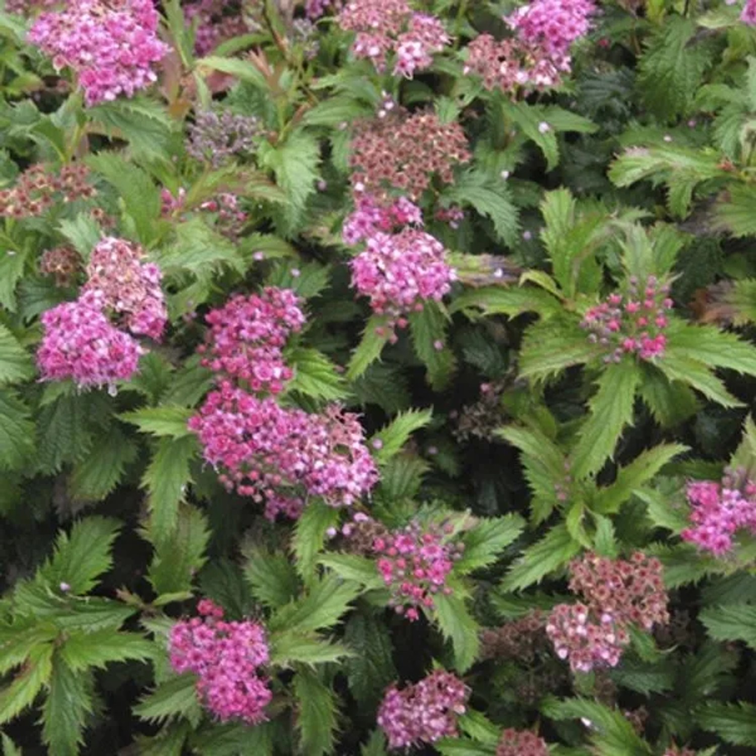 Sommerspiere 'Crispa' Spiraea japonica 25 bis 30 cm im Container Kompakt Wachsend