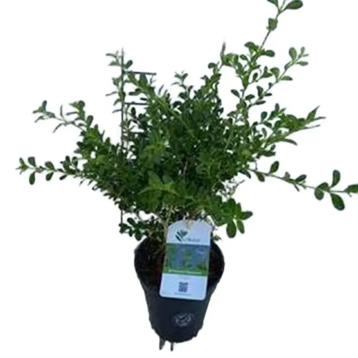 BetterBuxus RenaissanceBuxus betterbuxus 'Renaissance'25-30 cm in Container