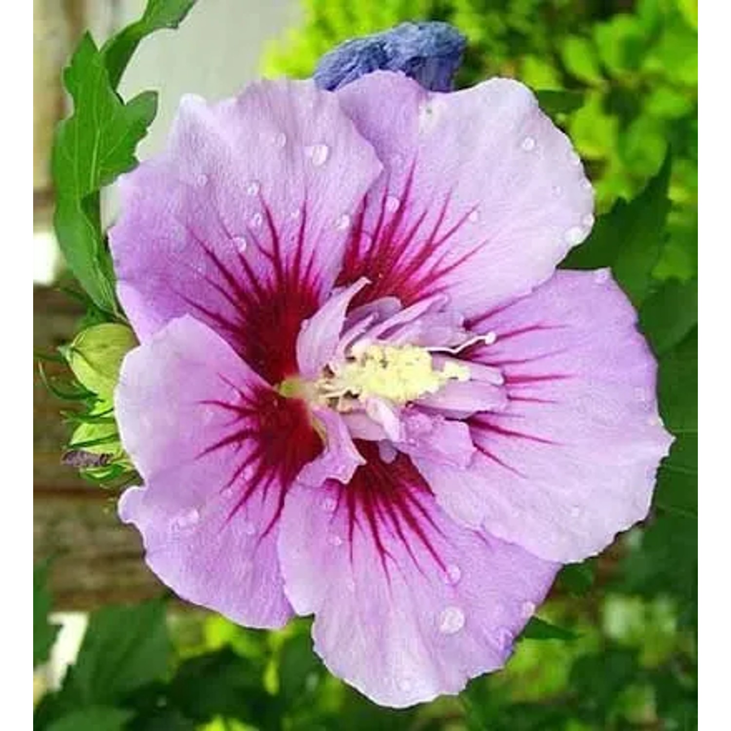 Garteneibisch 'Ardens' Hibiscus syriacus 40 bis 60 cm im Container Blüht am Neuen Holz