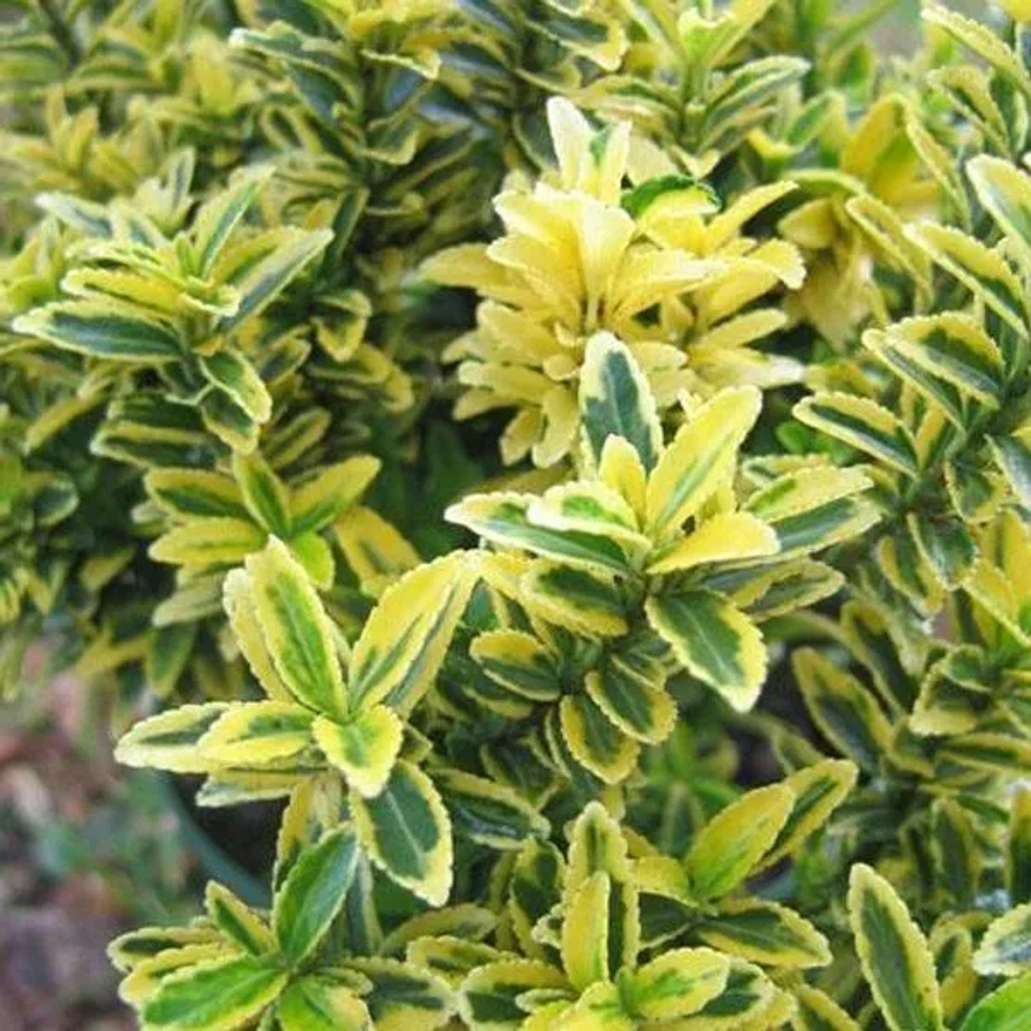 Japanspindel 'Aureovariegatus' Euonymus japonicus microphyllus 20 bis 30 cm im Container Gelbgrün Panaschiert