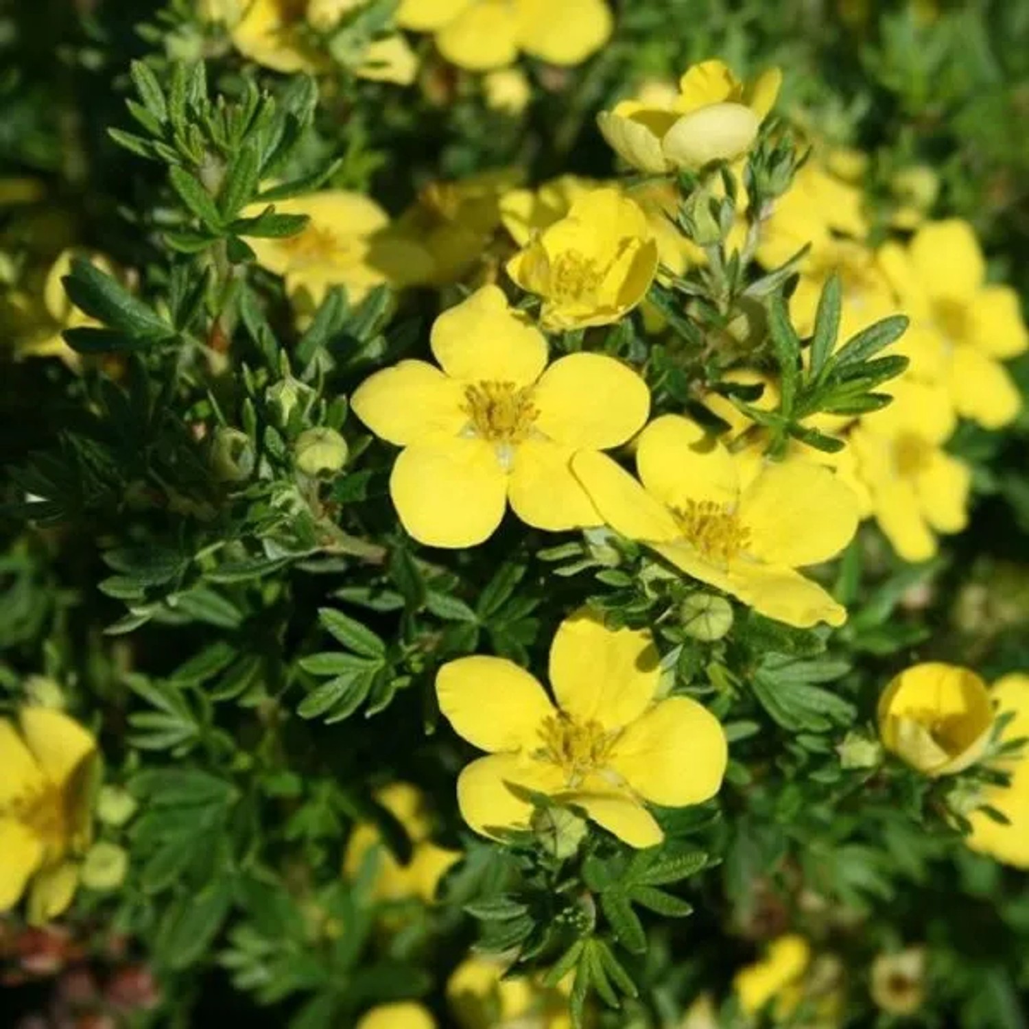 Fingerstrauch 'Goldteppich' Potentilla fruticosa 20 bis 25 cm im Container Kompakt Wachsend