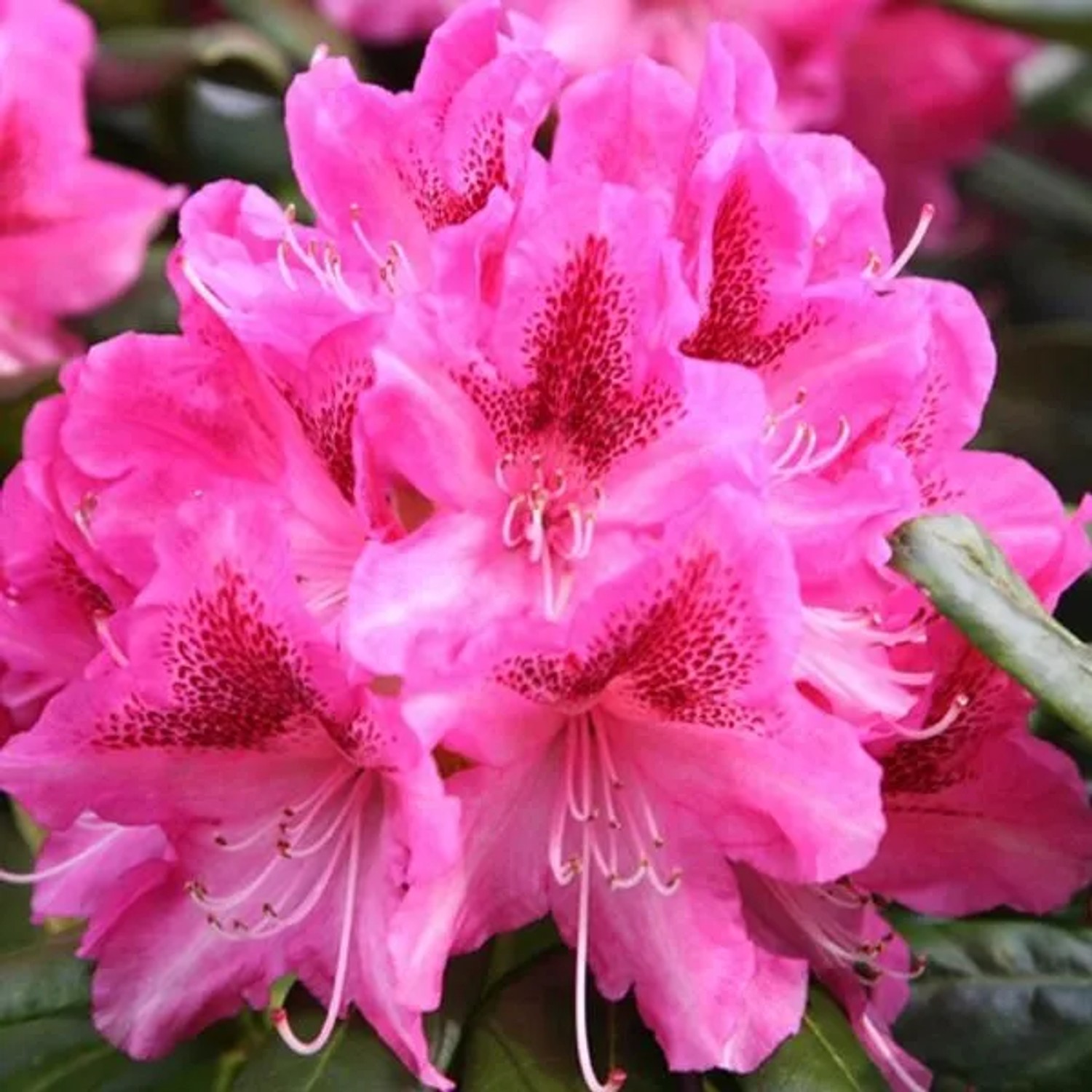 Rhododendron 'Cosmopolitan' 40 bis 50 cm im Container Für Sauren Boden