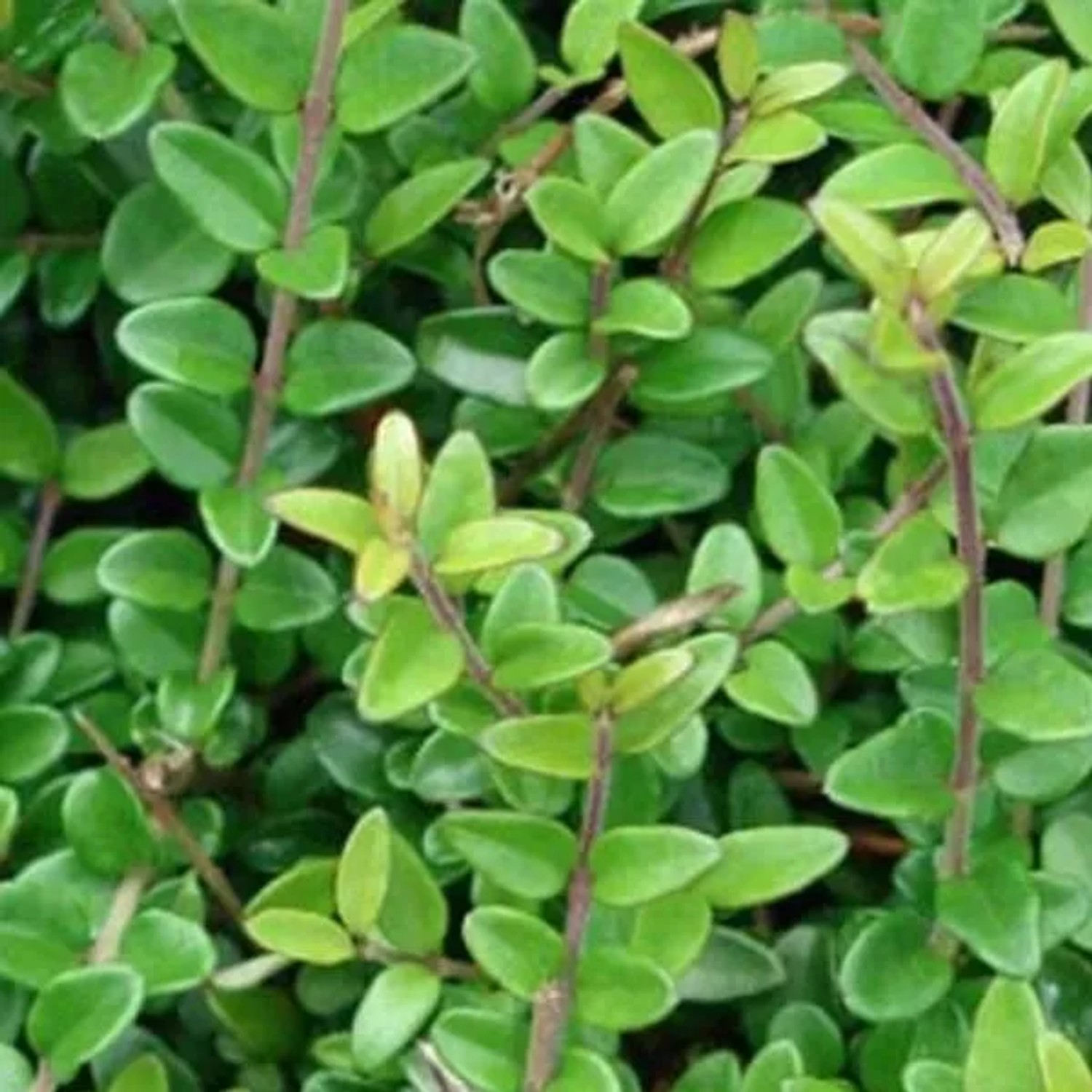 Heckenmyrte 'Elegant' Lonicera nitida 25 bis 30 cm im Container Dicht Wachsend