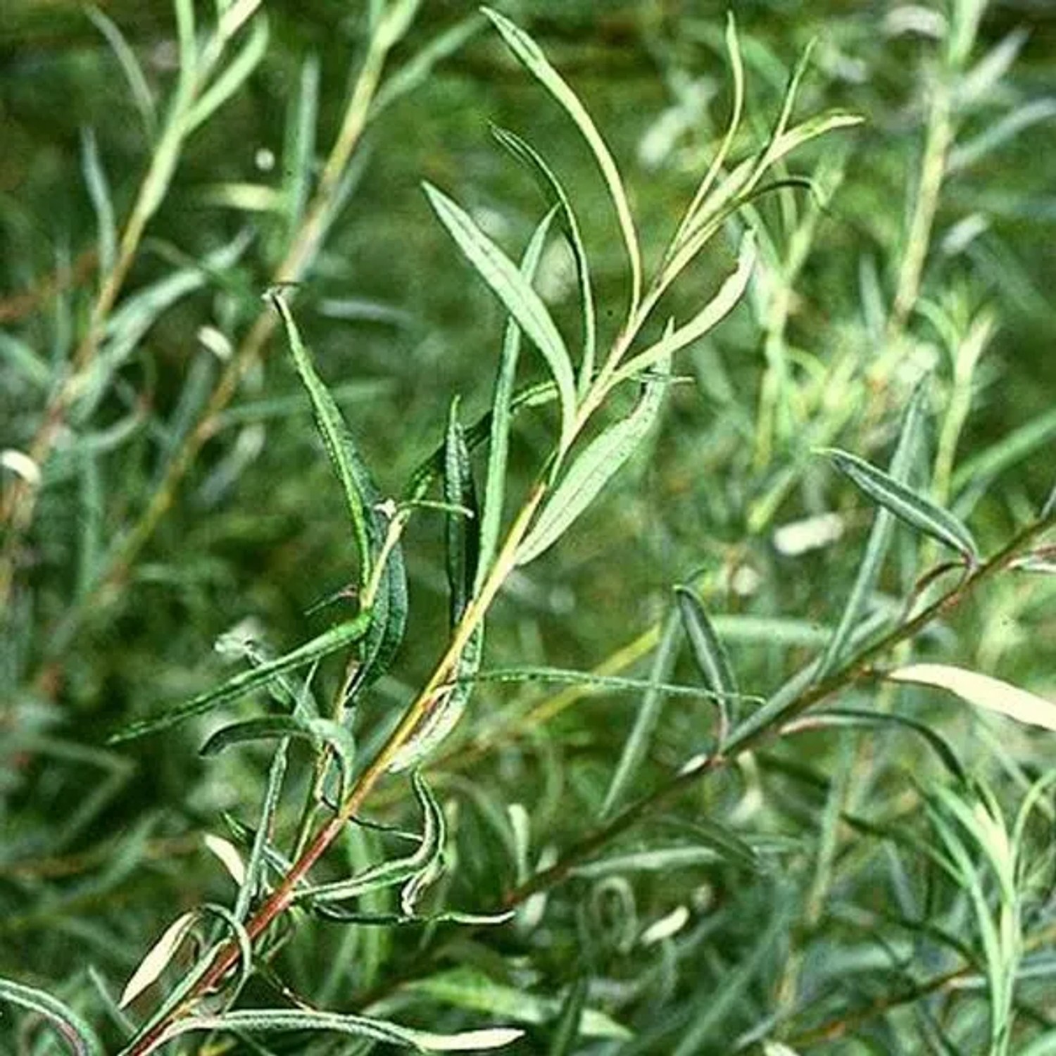Uferweide 'Angustifolia' Salix Elaeagnos 50 bis 60 cm im Container Schnell Wachsend