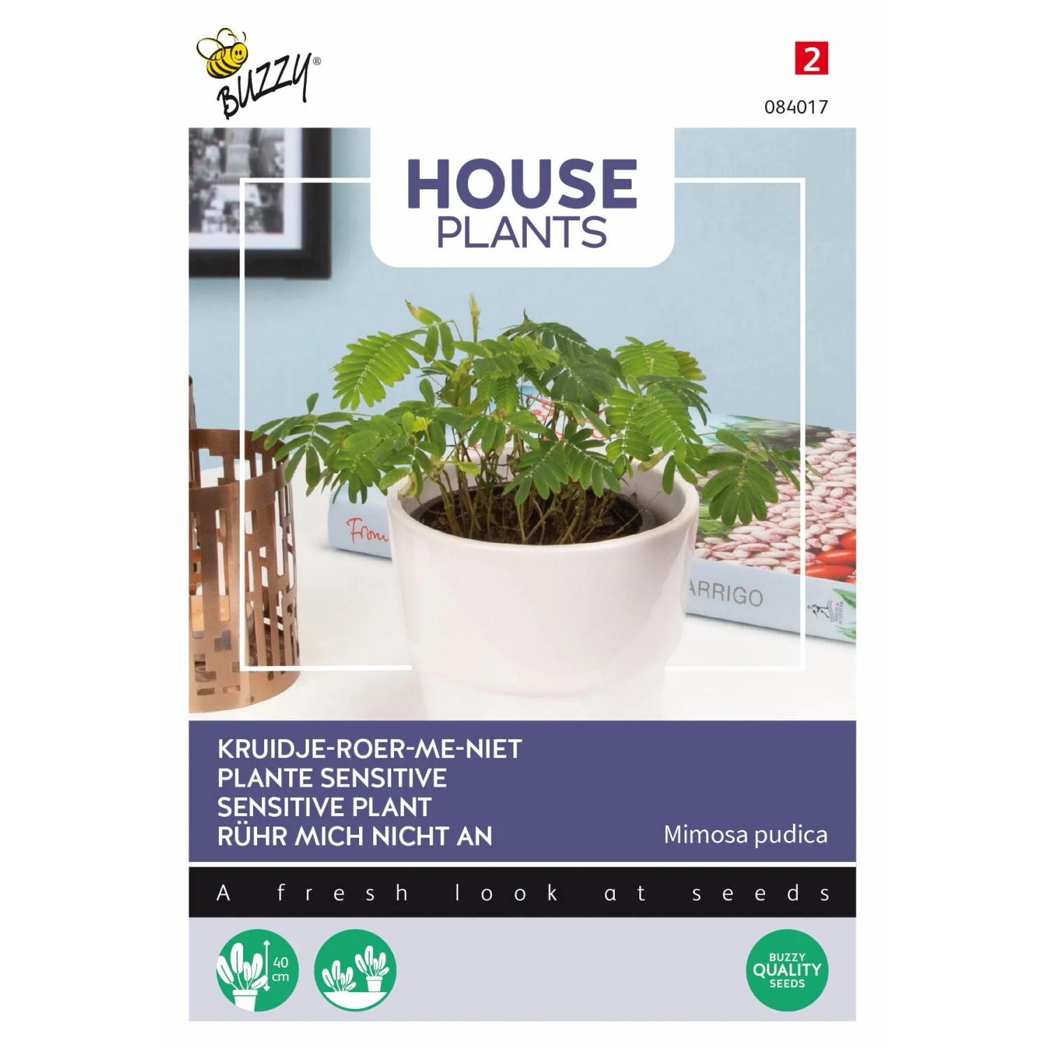 Mimose Rühr-Mich-nicht-an Buzzy House Plants Samen Circa 0,2 g Empfindliche Blätter