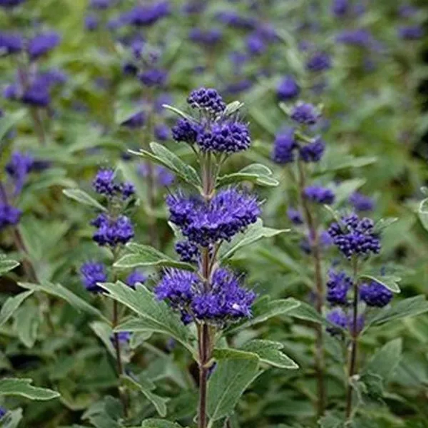 Bartblume 'Grand Bleu' Caryopteris clandonensis 30 bis 40 cm im Container Intensiv Blau
