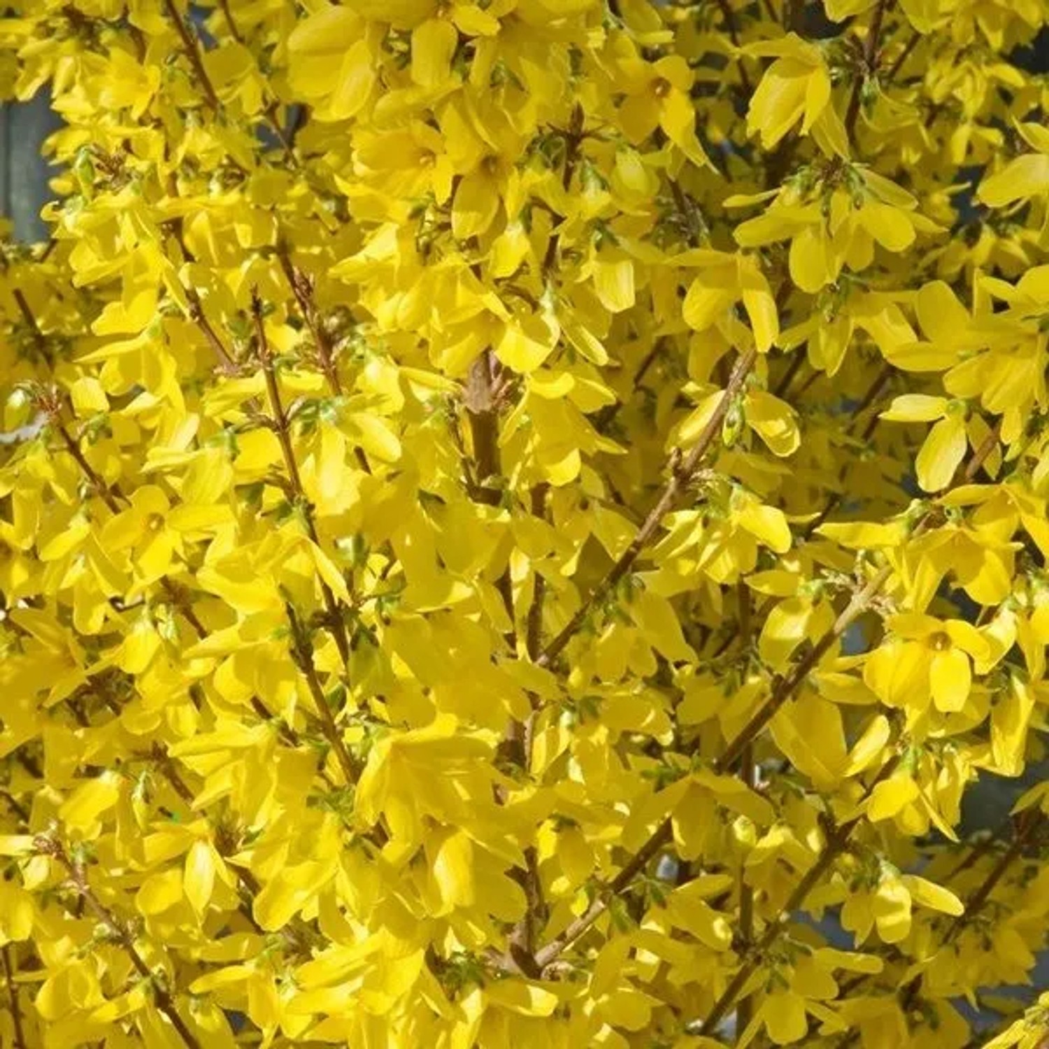 Forsythie 'Week End' Forsythia intermedia 50 bis 60 cm im Container Kompakt Wachsend