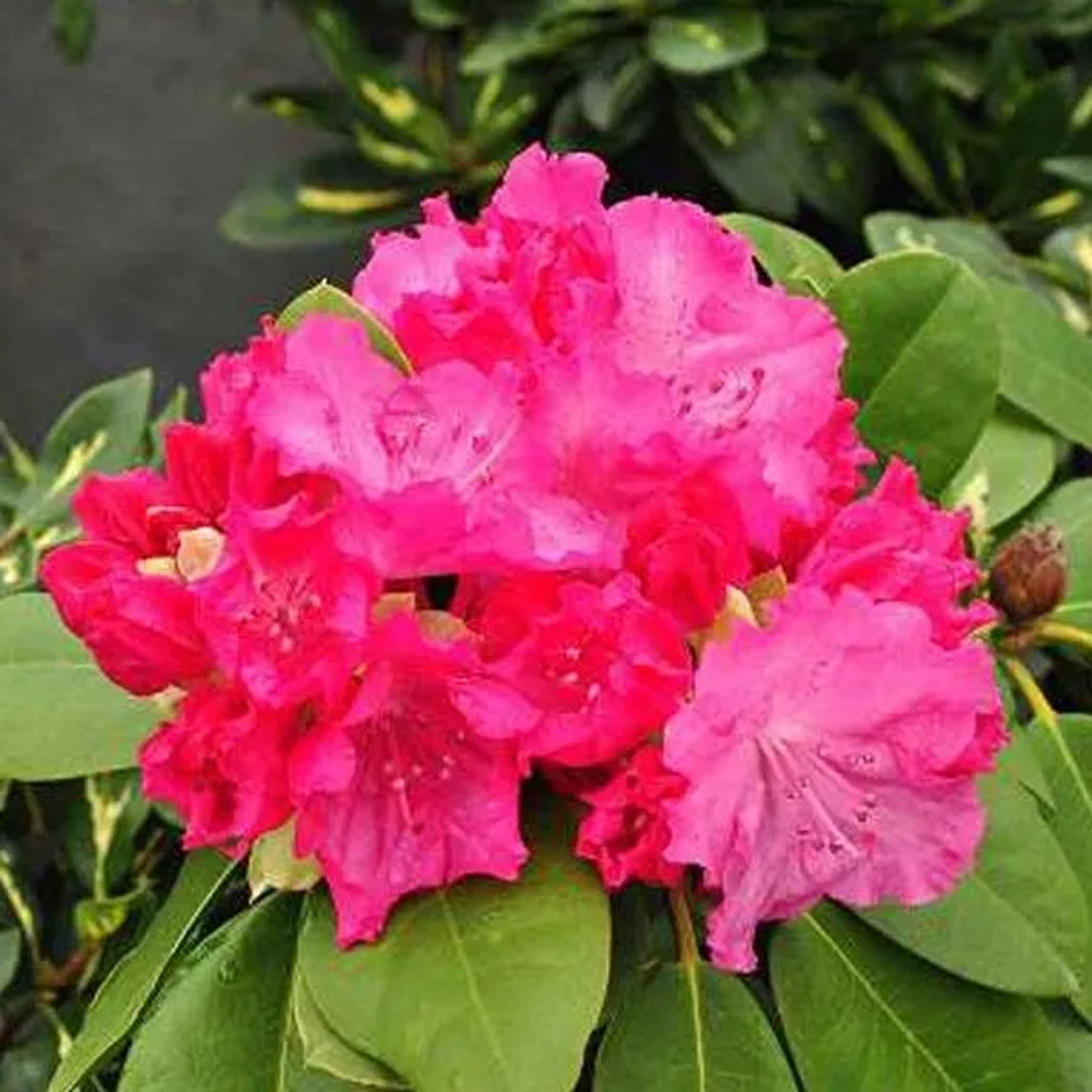 Rhododendron 'Germania' 40 bis 50 cm im Container Für Sauren Boden