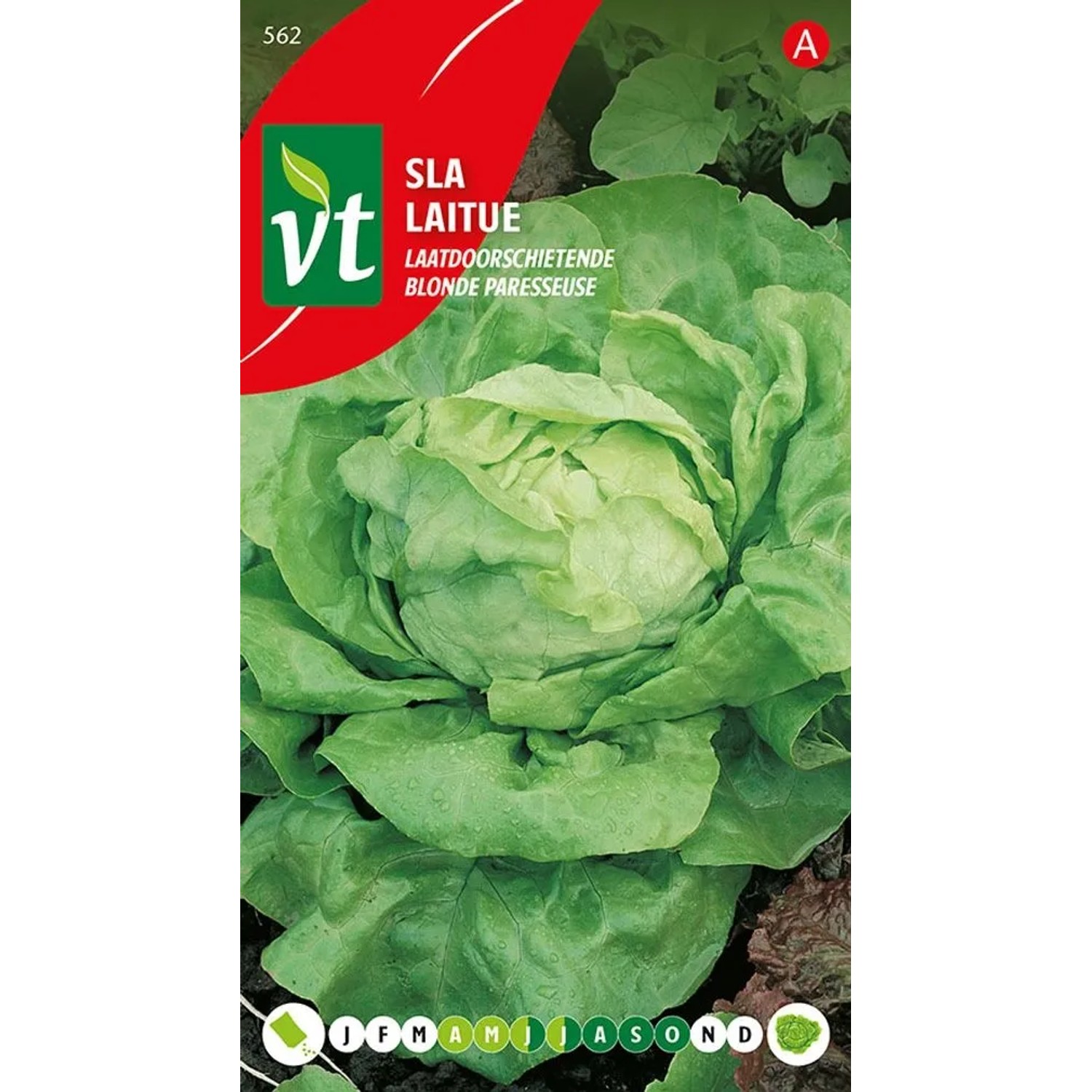 Kopfsalat Late Samen Circa 3 grWächst Schnell und Geht Schnell auf Hoher Ertrag&