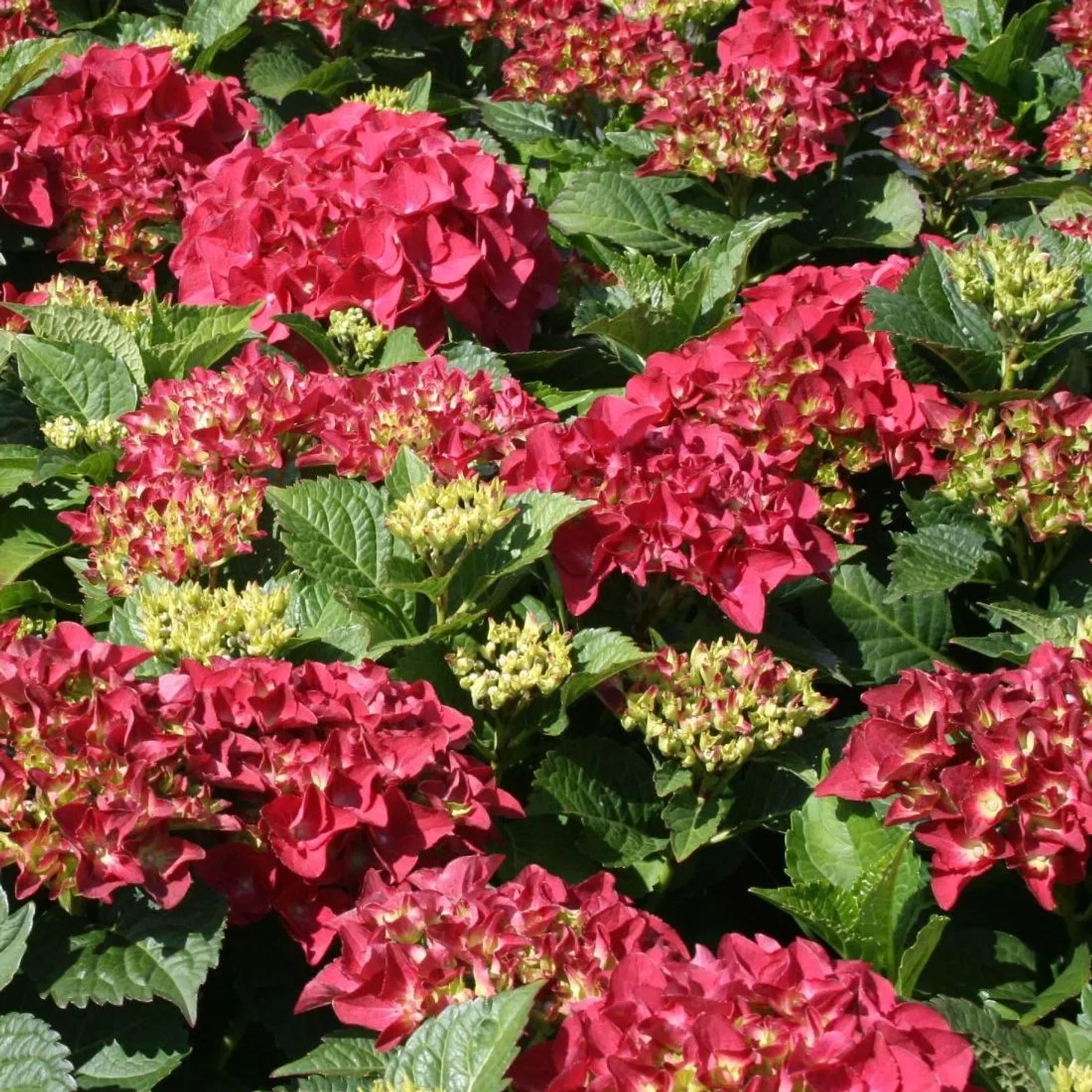 Hortensie 'Kardinal' Hydrangea macrophylla 25 bis 30 cm im Container Kompakt Wachsend