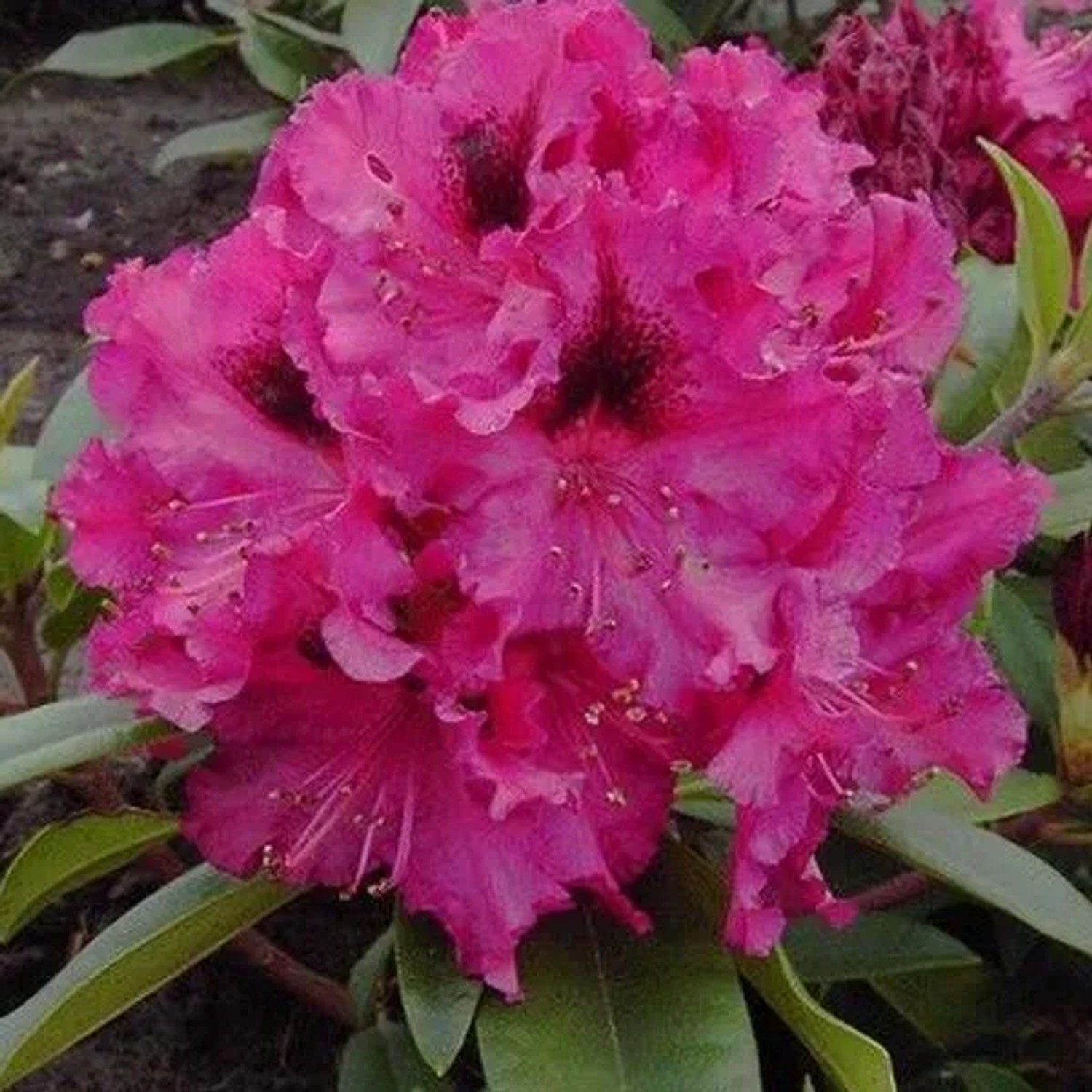 Rhododendron 'Marie Fortie' 40 bis 50 cm im Container Für Sauren Boden