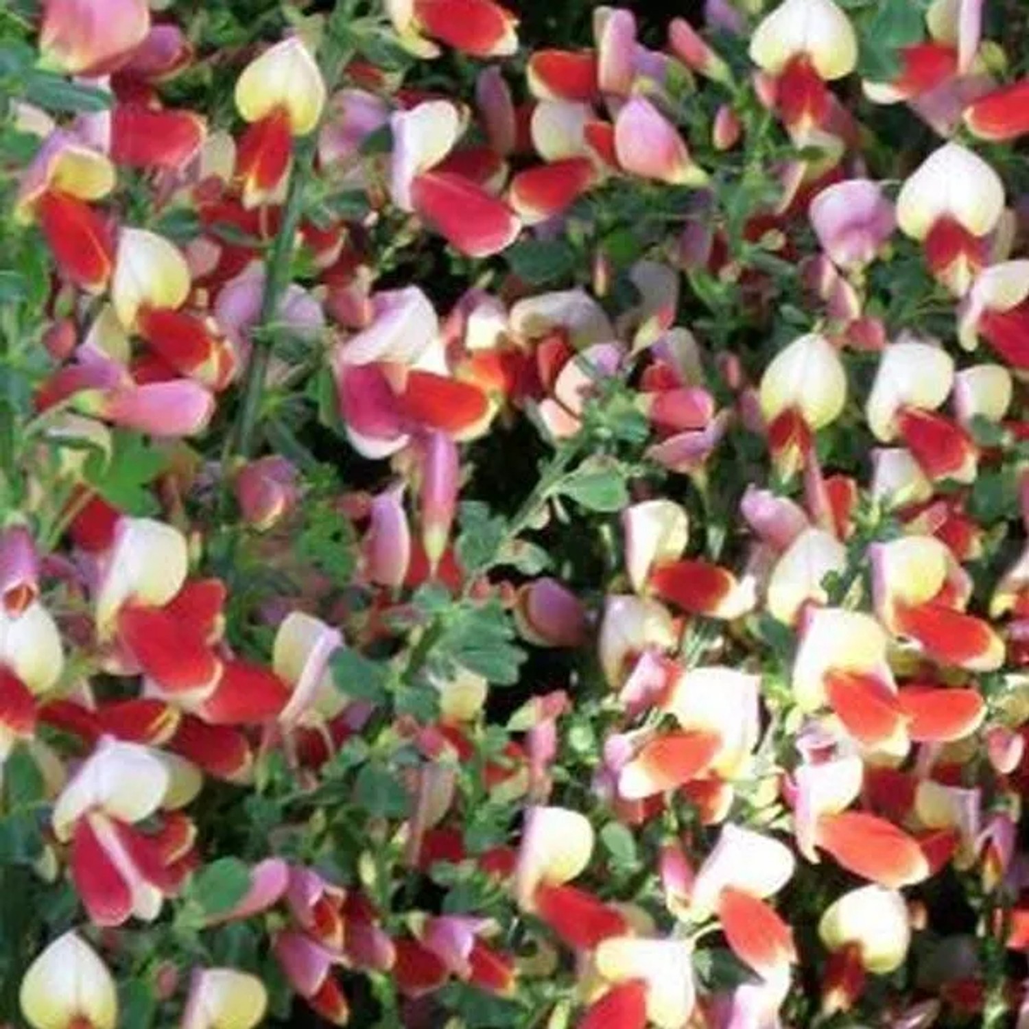 Edelginster 'Palette' Cytisus 40 bis 60 cm im Container Kompakt Wachsend