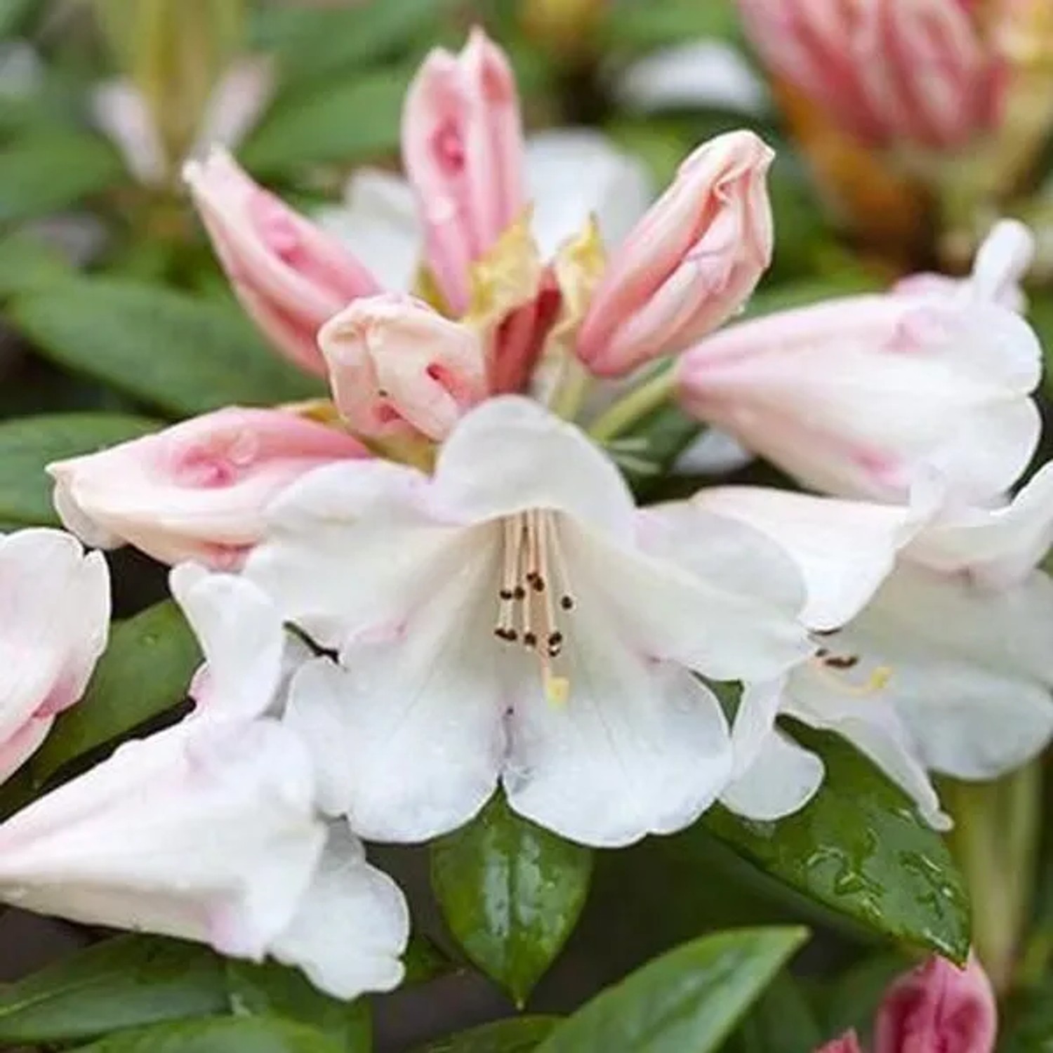 Rhododendron 'Grumpy' 30 bis 40 cm im Container Für Sauren Boden