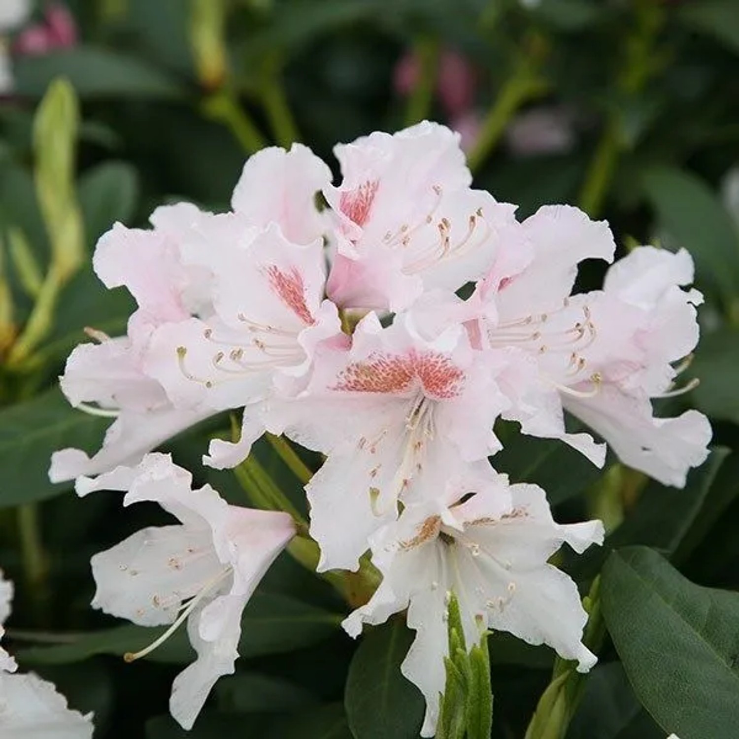 Rhododendron 'Cunningham's White' 60 bis 80 cm im Container Für Sauren Boden