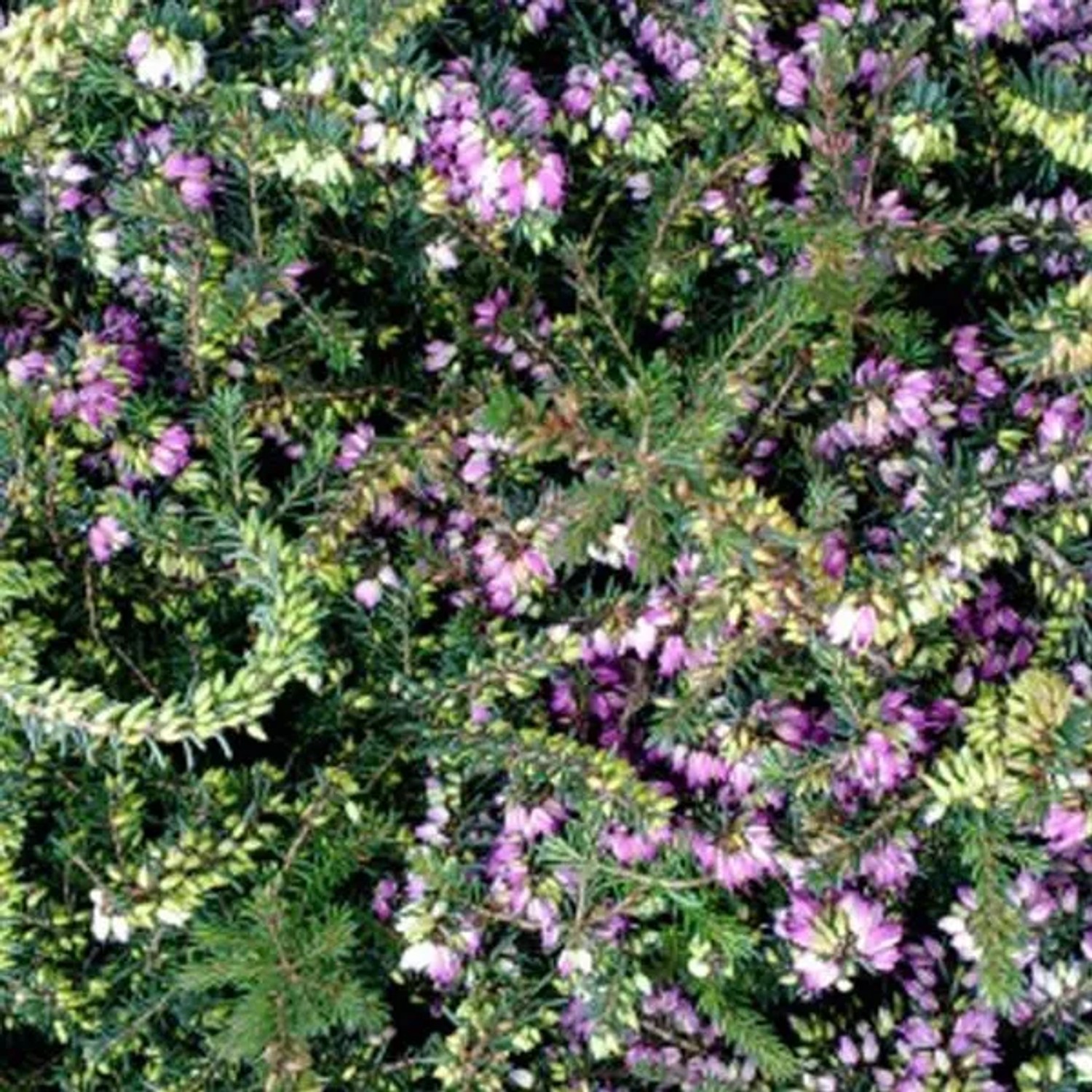Winterheide rot Erica carnea 10 bis 12 cm im Container Rot Blühend