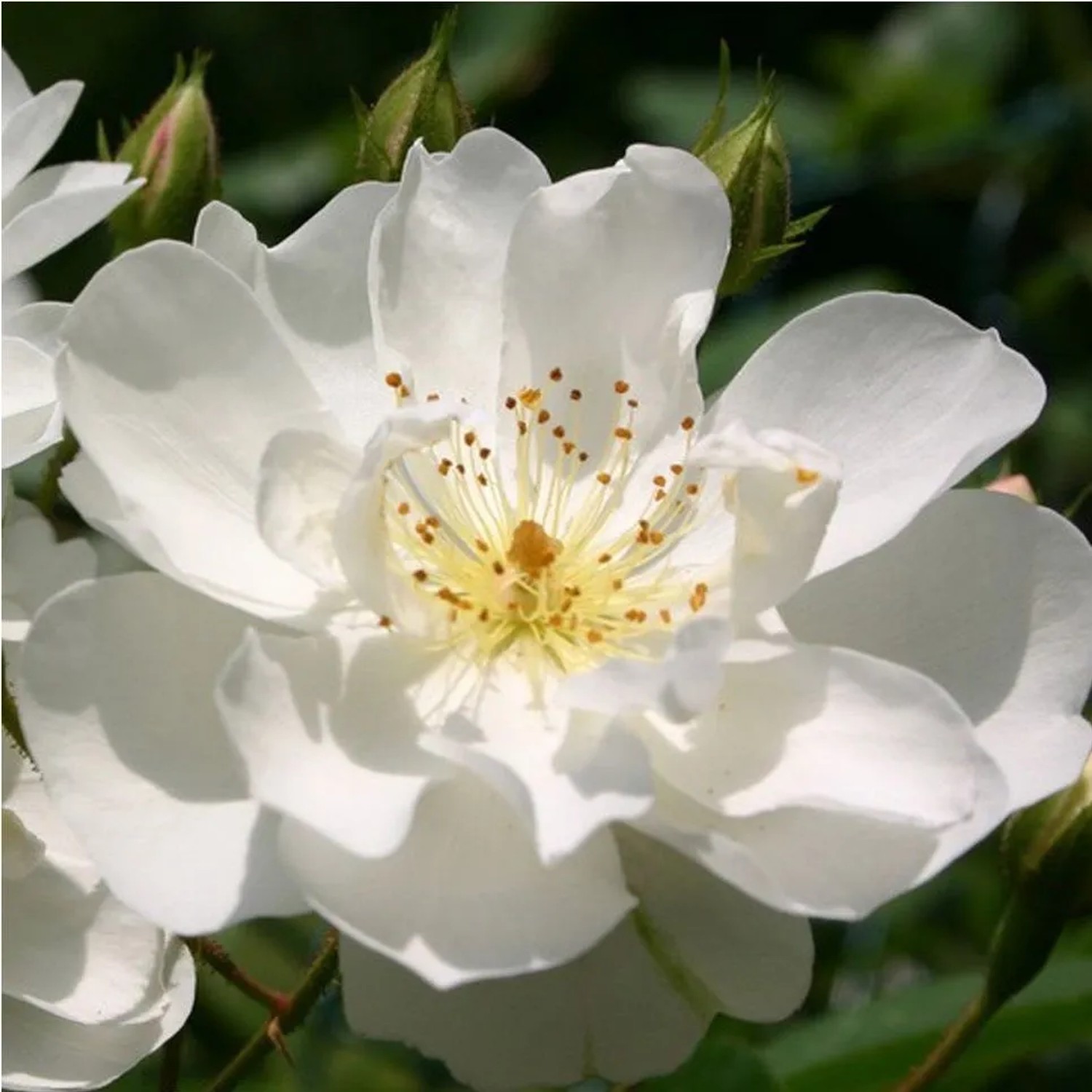 Kletterrose 'Bobbie James' Rosa Plantofix Stark Wachsend