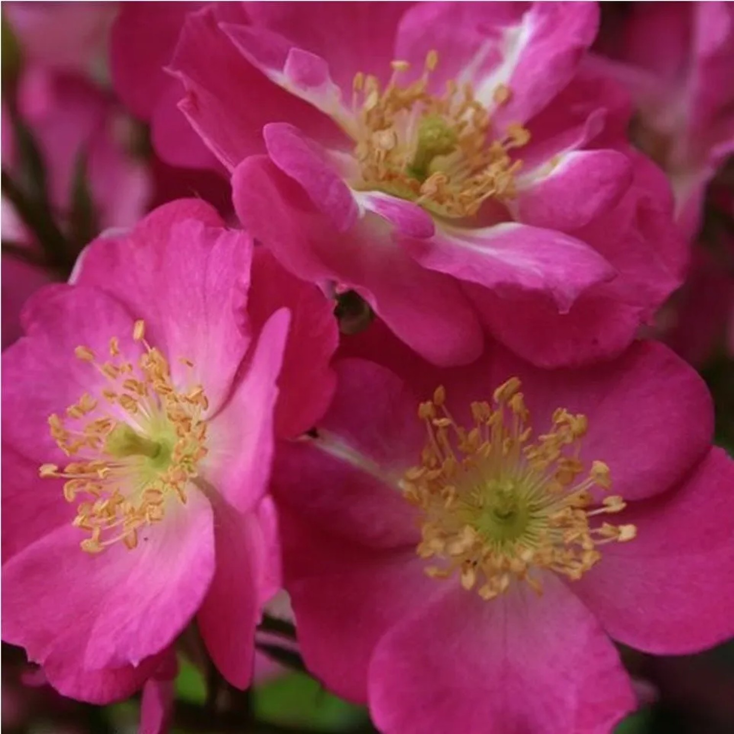 Rosa 'Lupo' Kordes Nektarrose Plant-O-fix Große Blüten