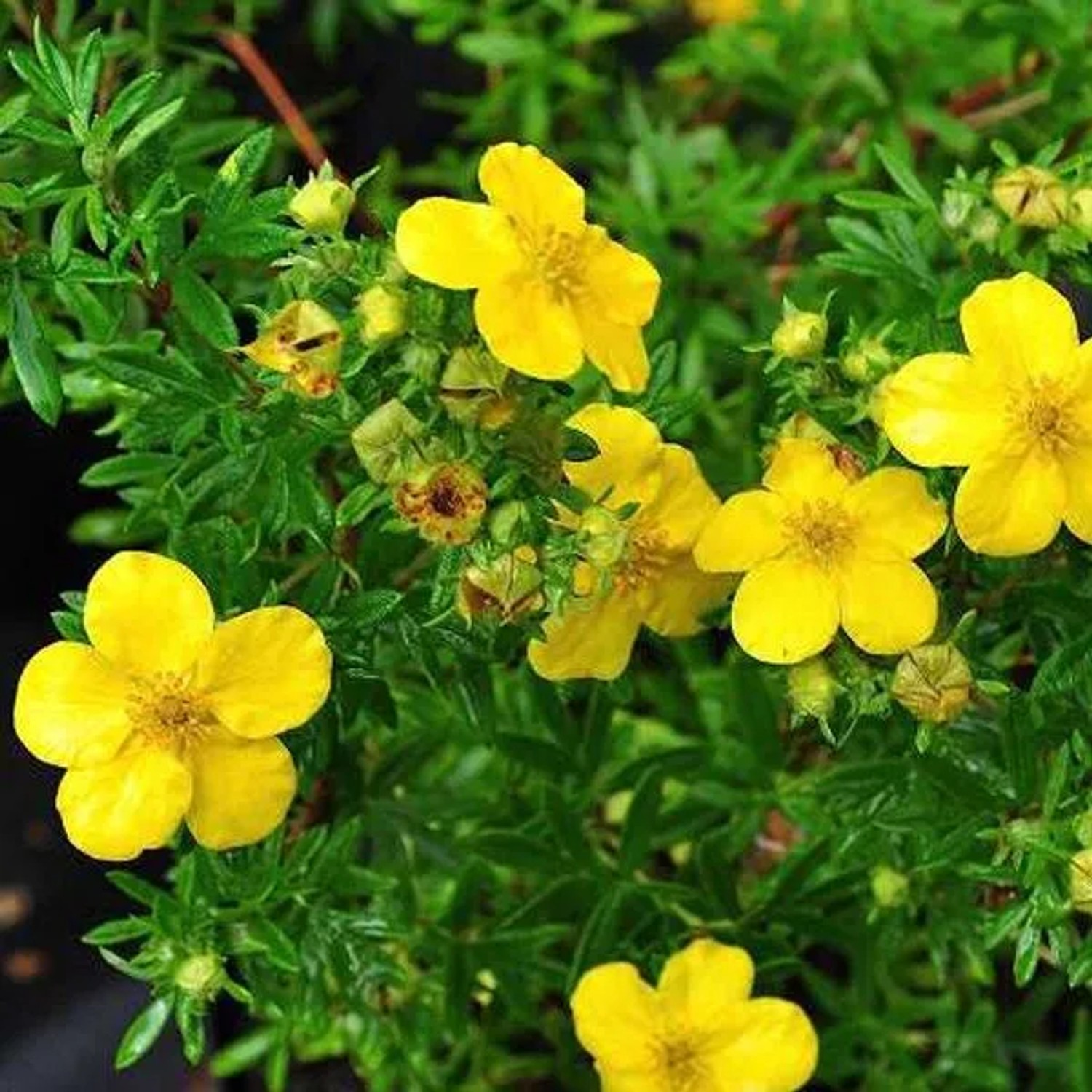 Fingerstrauch 'Goldfinger' Potentilla fruticosa 25 bis 30 cm im Container Kompakt Wachsend