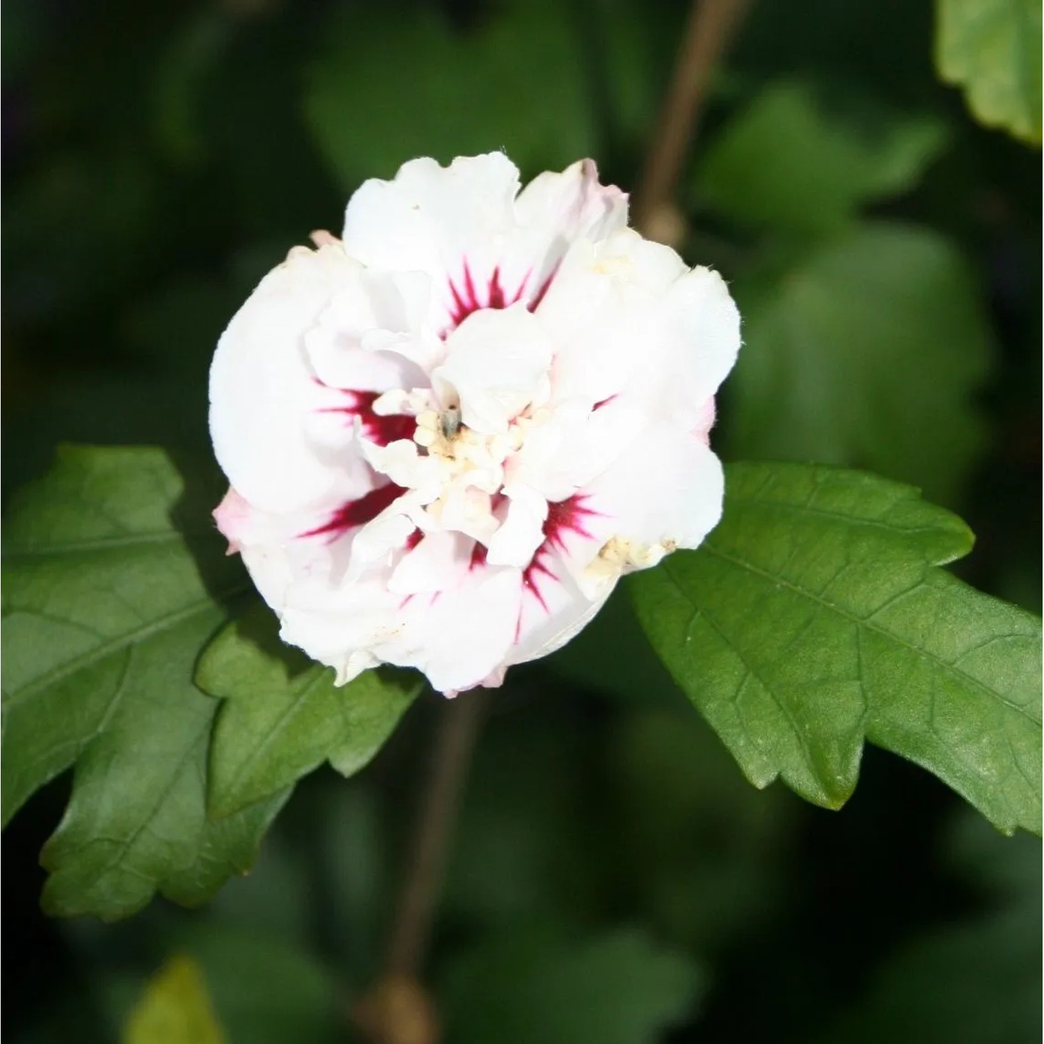 Garteneibisch 'Speciosus' Hibiscus syriacus 40 bis 60 cm im Container Blüht am Neuen Holz