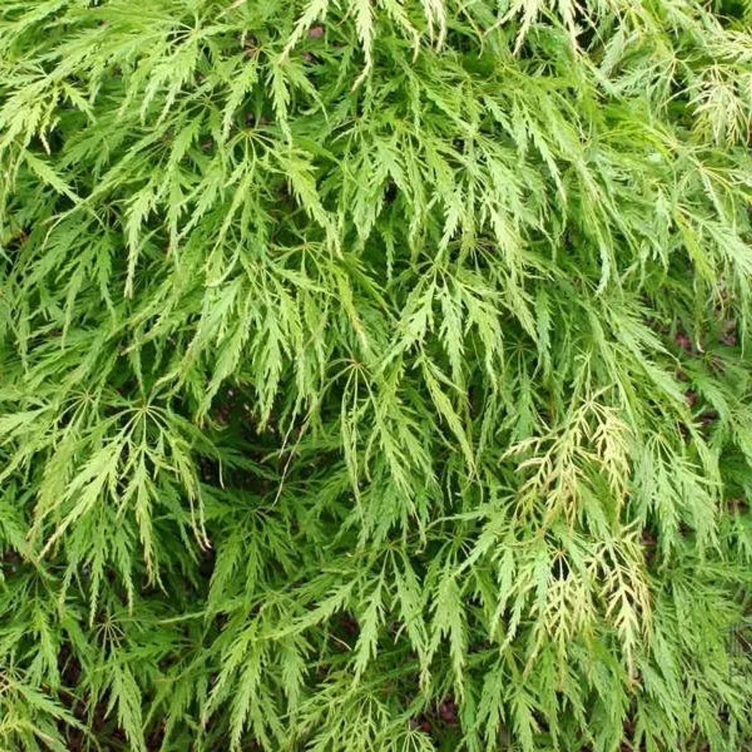 Fächerahorn 'Dissectum' Acer palmatum 40 bis 50 cm im Container Fein Geschlitztes Laub