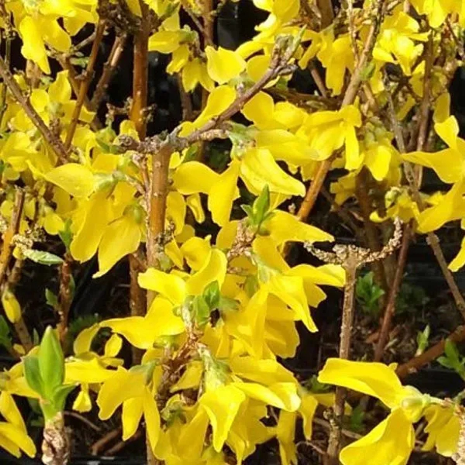 Forsythie 'Minigold' Forsythia intermedia 50 bis 60 cm im Container Kompakt Wachsend