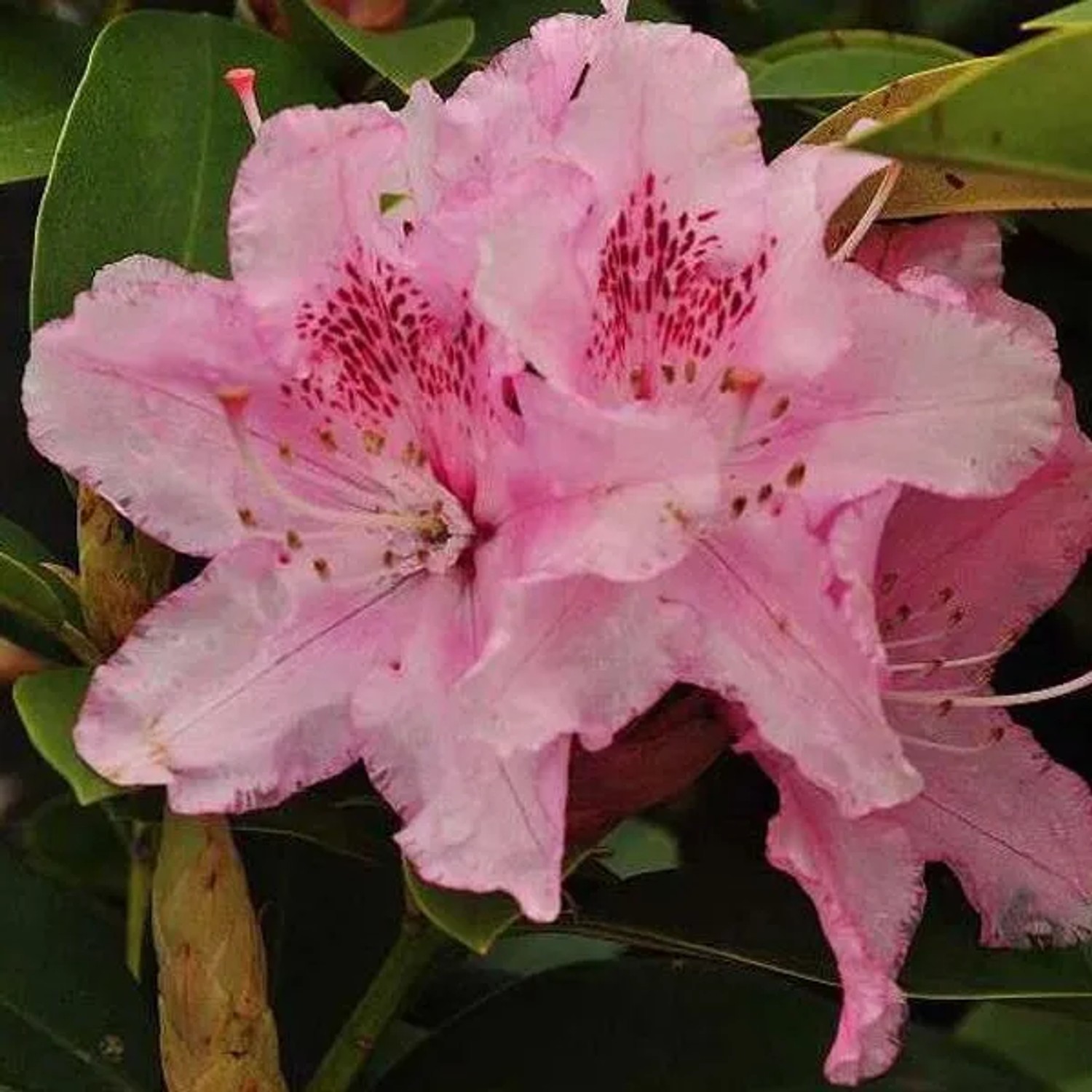 Rhododendron 'Albert Schweitzer' 40 bis 50 cm im Container Für Sauren Boden