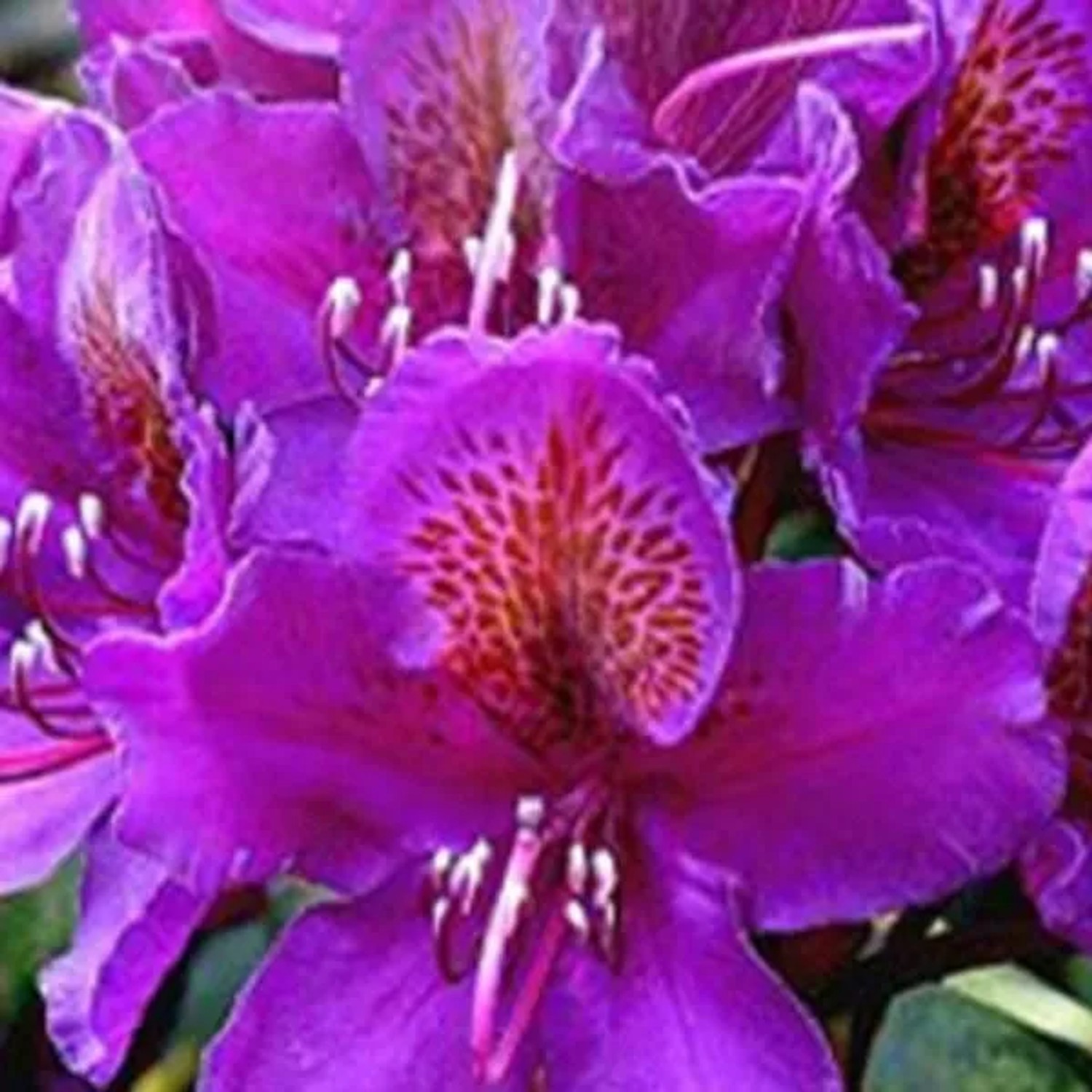 Rhododendron 'Marcel Menard' 40 bis 50 cm im Container Für Sauren Boden