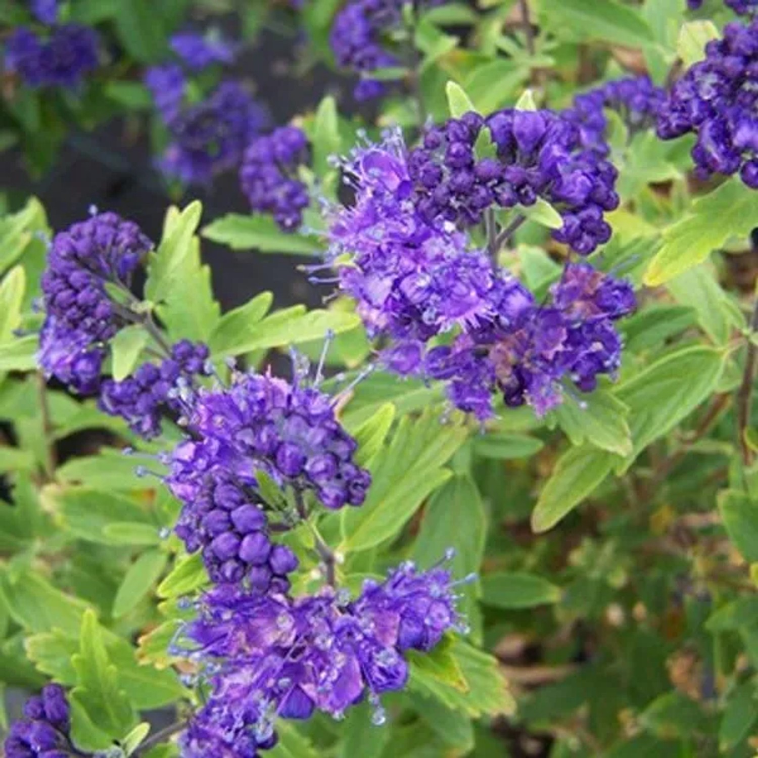 Bartblume Caryopteris clandonensis 40 bis 50 cm im Container