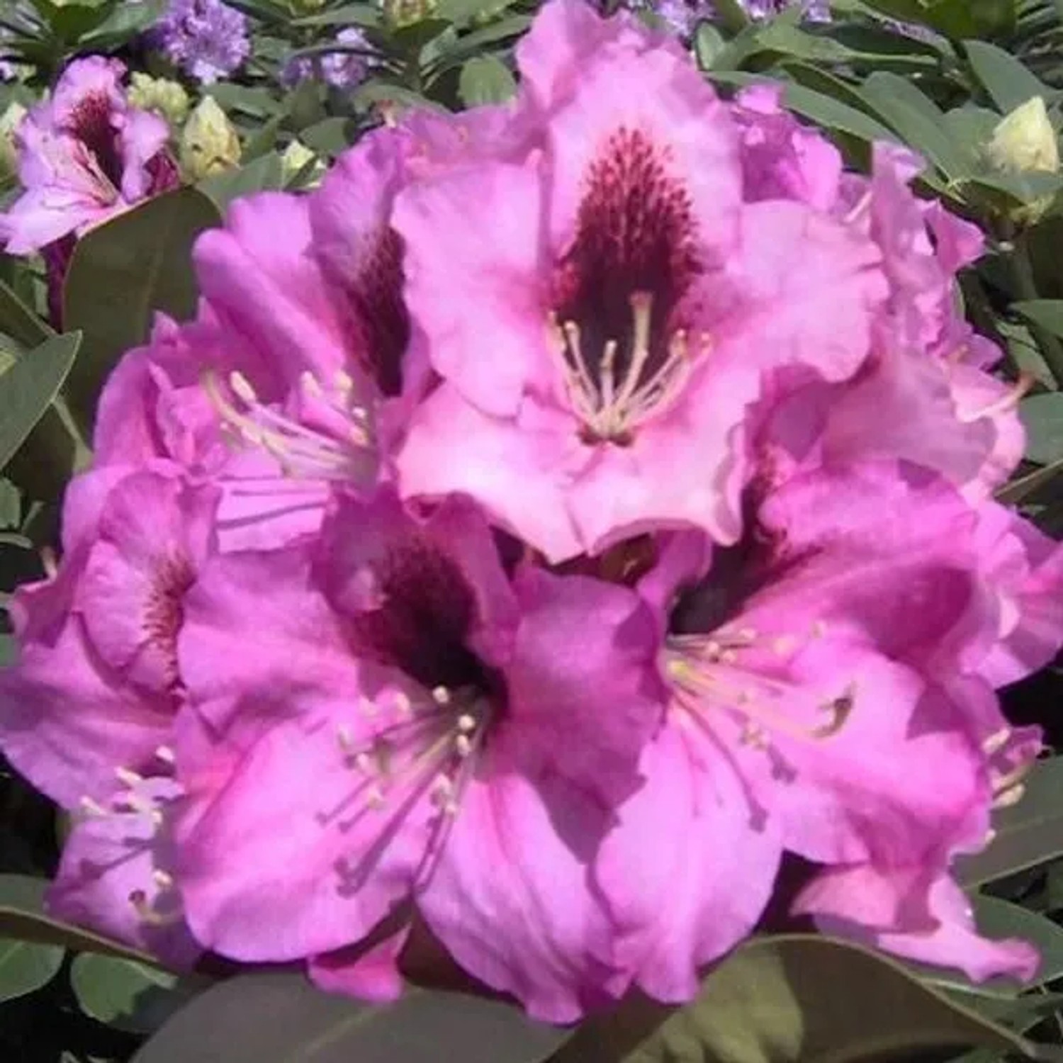 Rhododendron 'Kokardia' 40 bis 50 cm im Container Für Sauren Boden