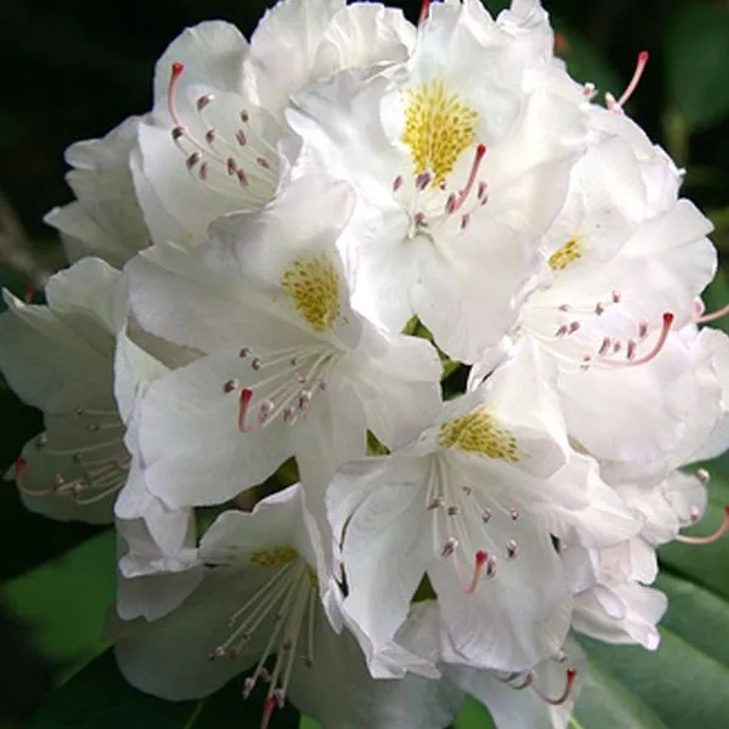Rhododendron 'Madame Masson' 40 bis 50 cm im Container Für Sauren Boden