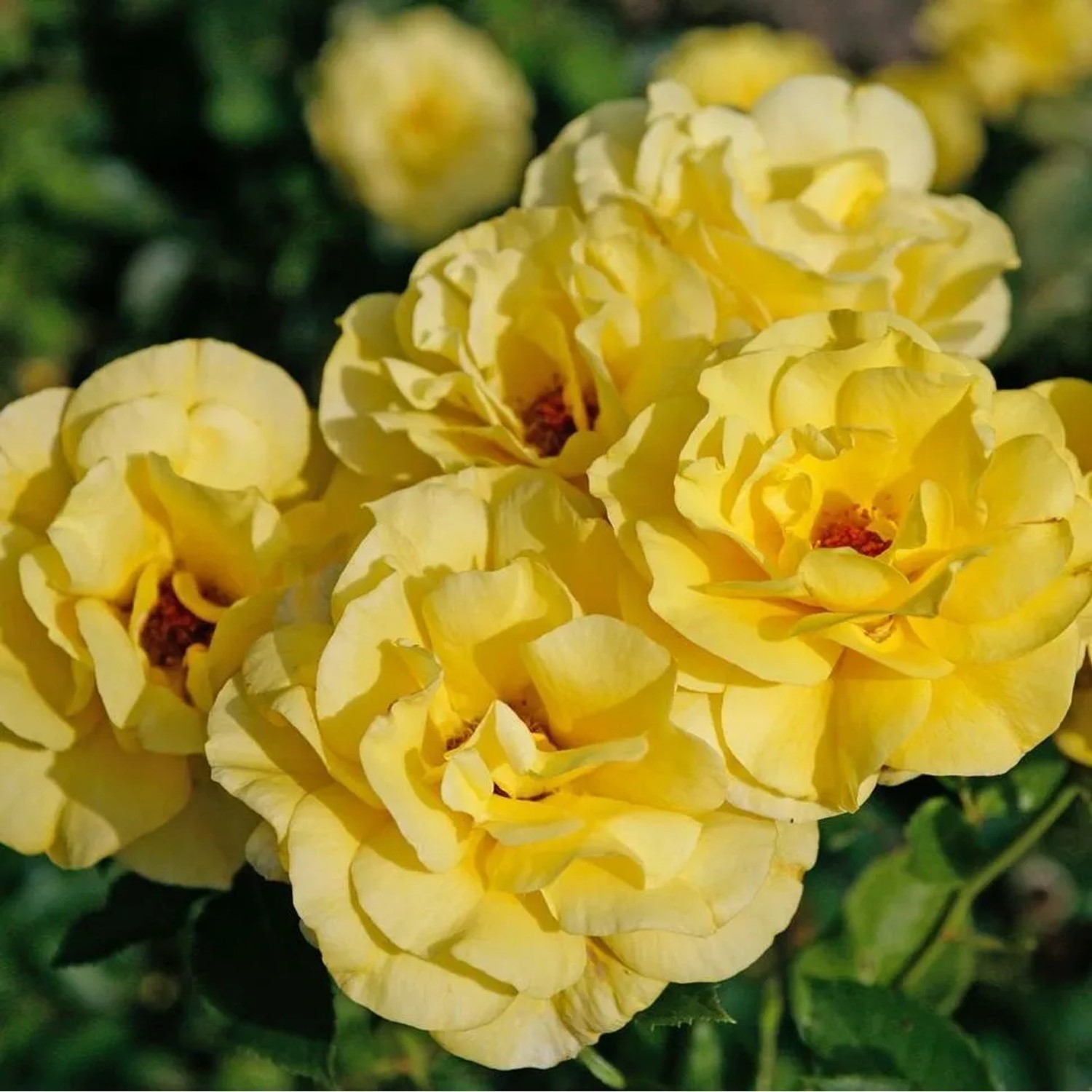 Kletterrose 'Climbing Friesia' Rosa Plantofix Prächtige Gelbe Blüten