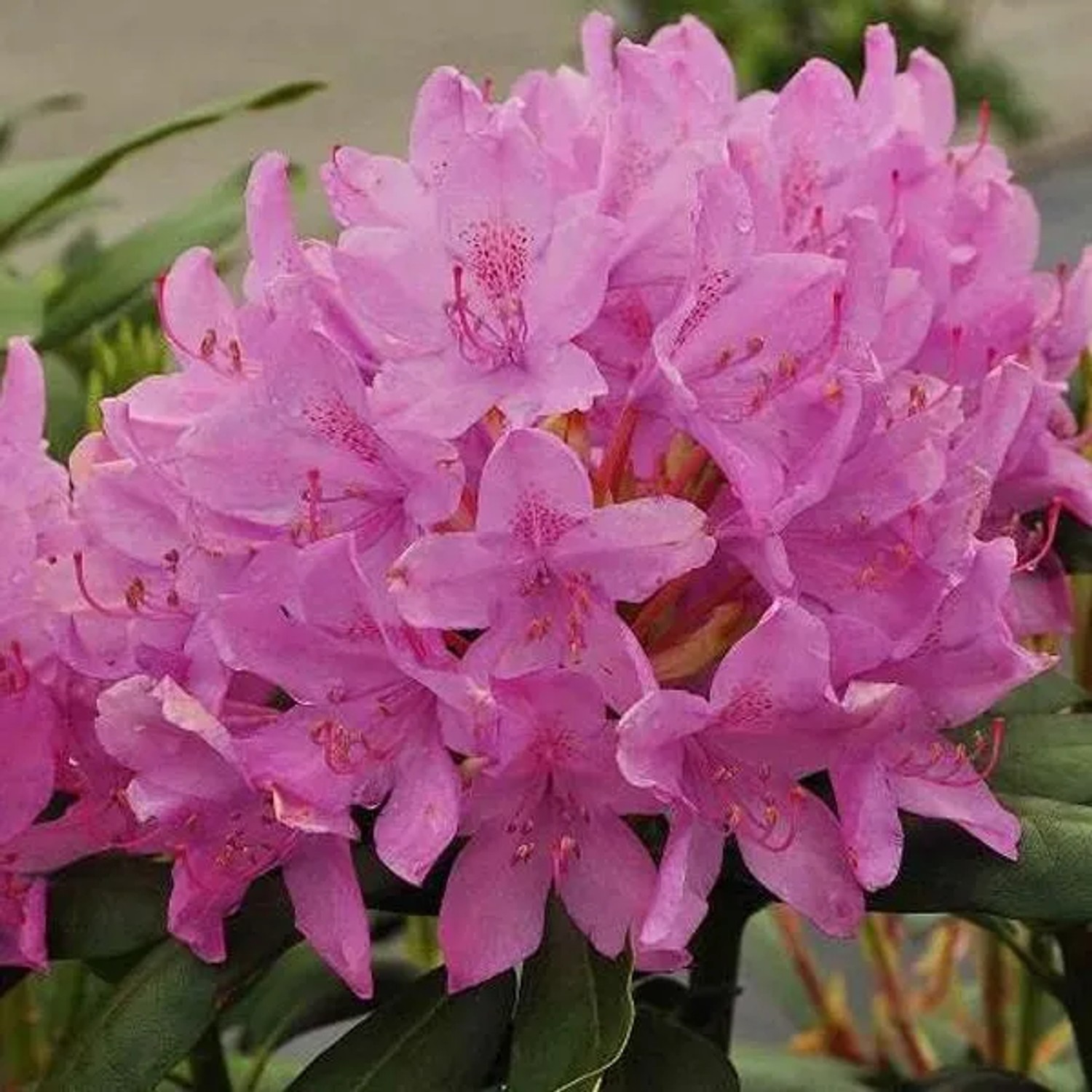 Rhododendron 'Roseum Elegans' 40 bis 50 cm im Container Für Sauren Boden