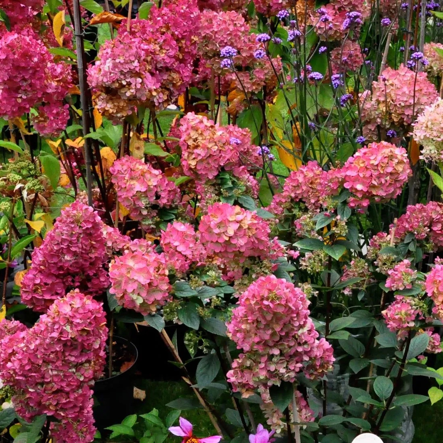 Rispenhortensie 'Wim's Red' Hydrangea paniculata 40 bis 50 cm im Container Rot Verfärbende Blüten