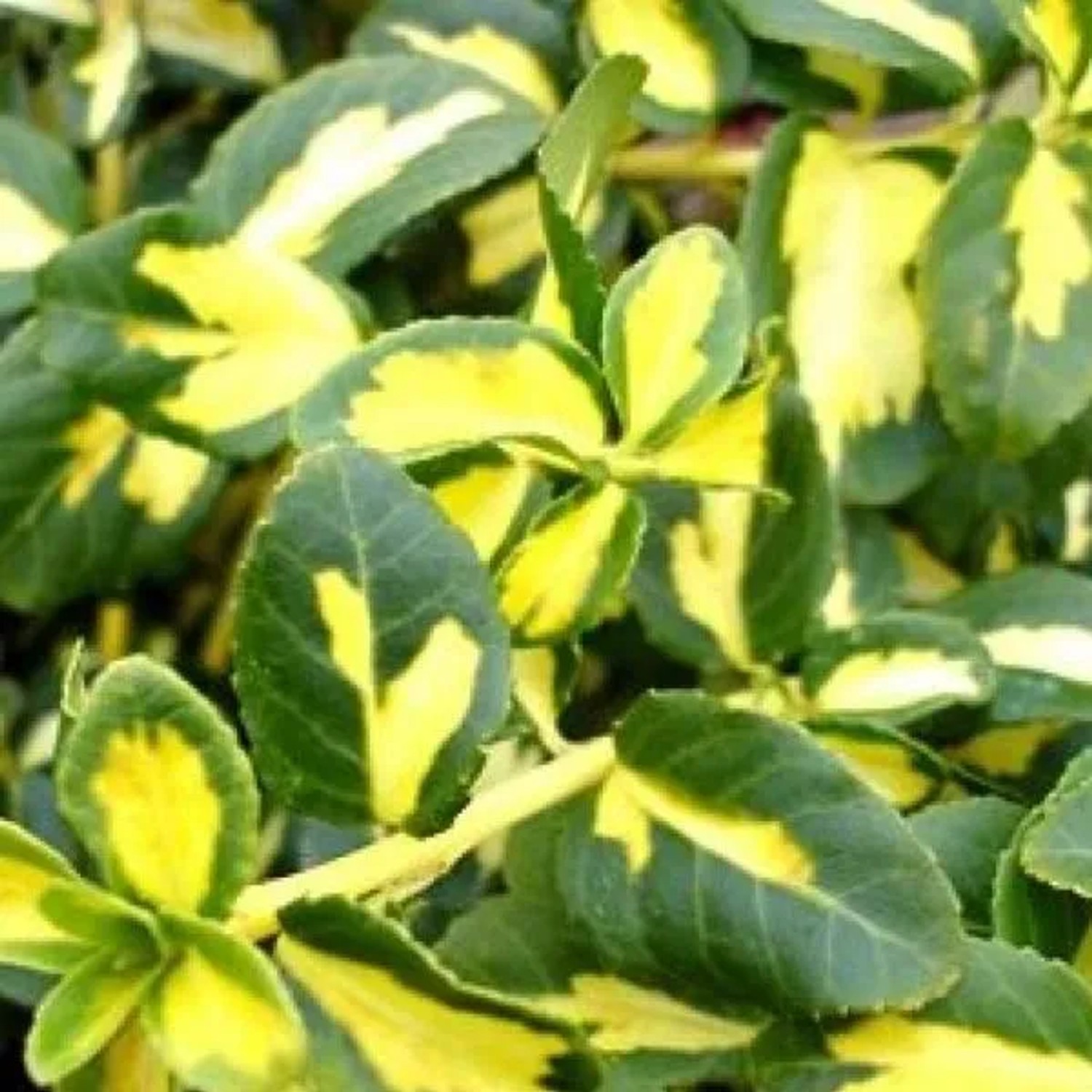 Kriechspindel 'Blondy' Euonymus Fortunei 20 bis 30 cm im Container Gelbgrün Panaschiert
