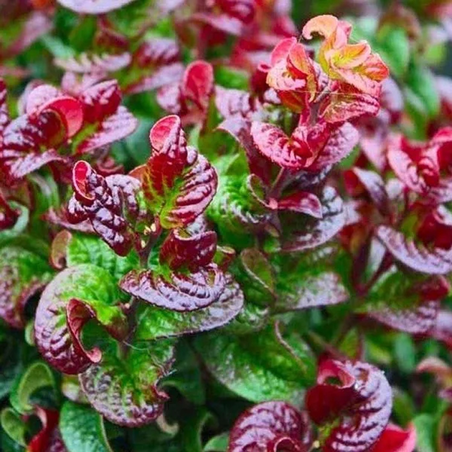 Lavendelheide 'Curly Red' Leucothoe axillaris 20 bis 30 cm im Container Kompakt Wachsend