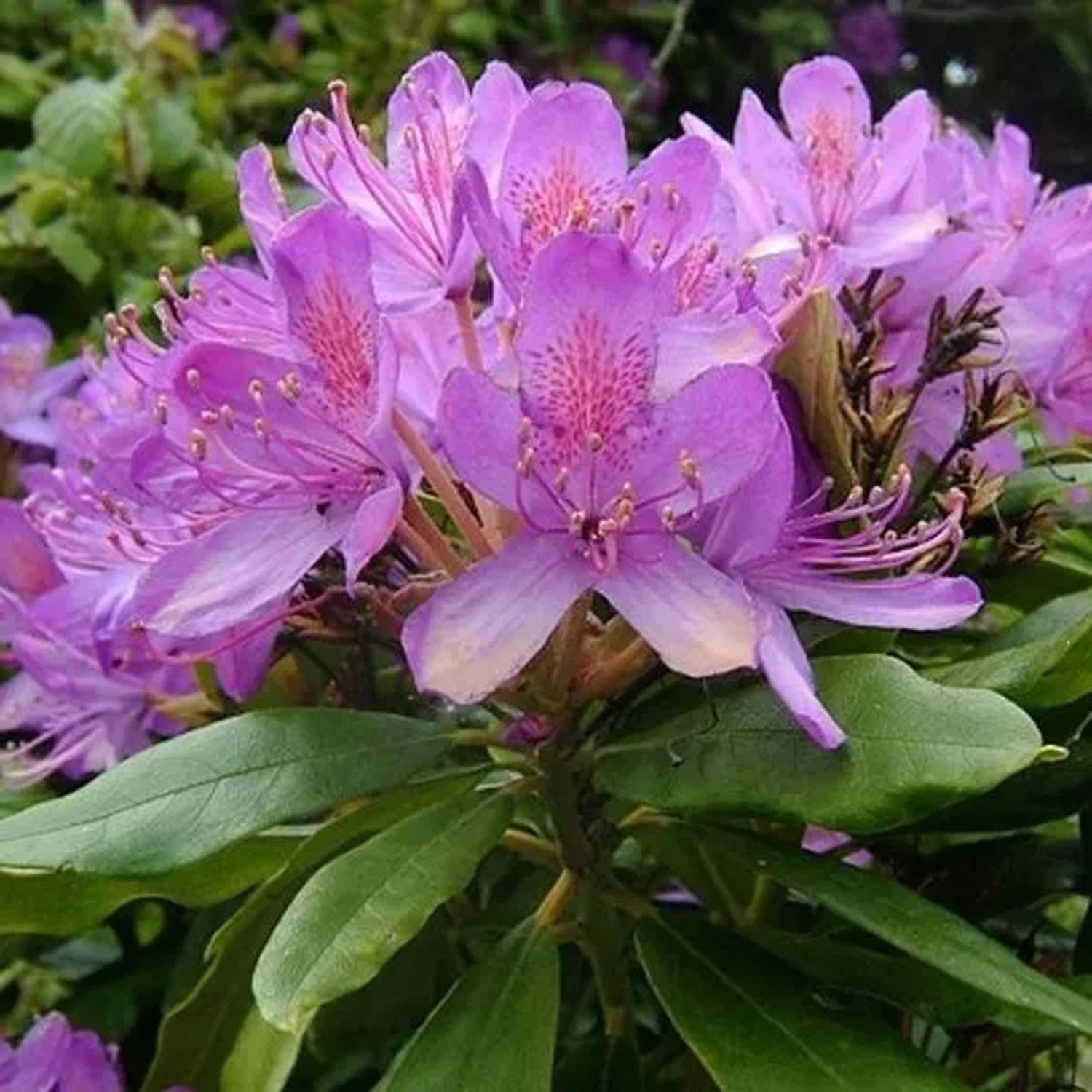 Rhododendron ponticum 40 bis 60 cm im Container Für Sauren Boden