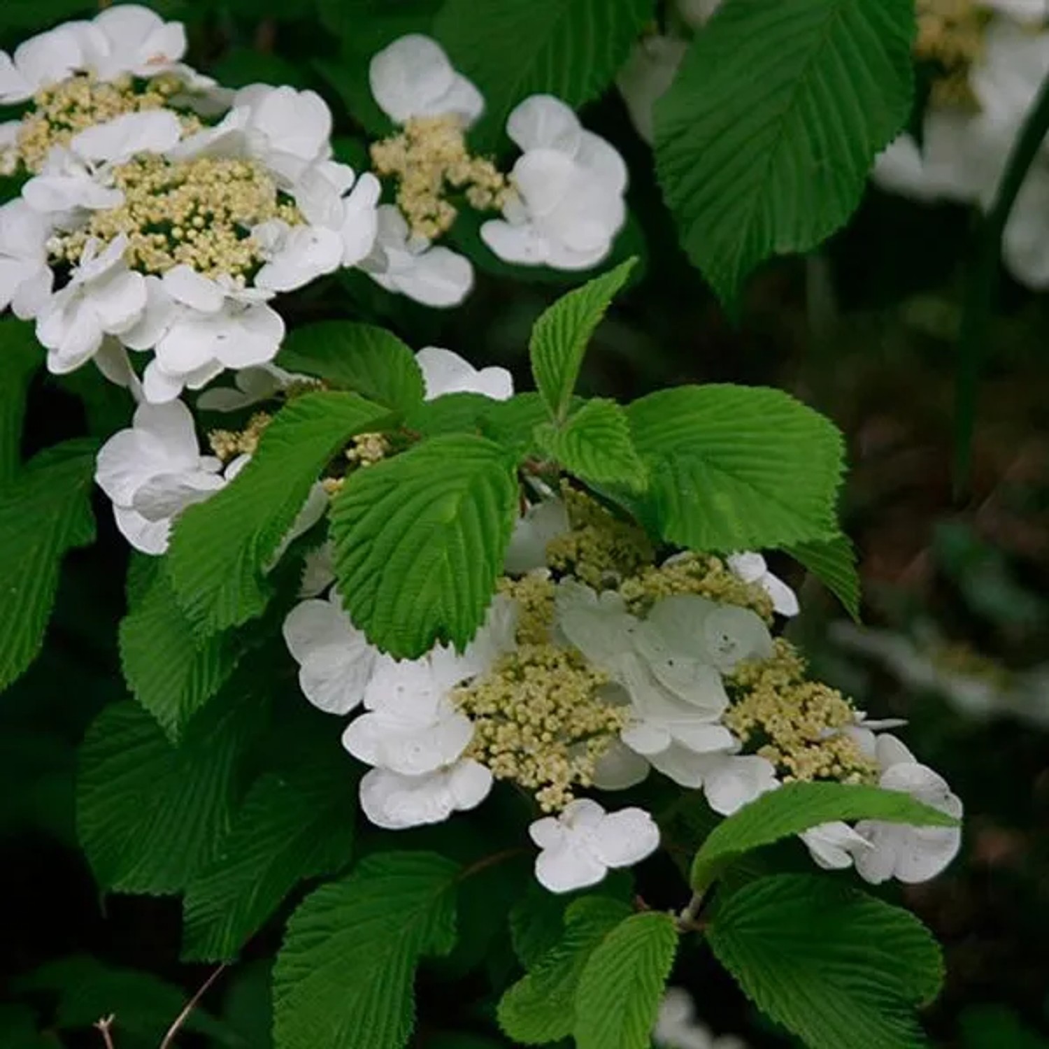 Japanischer Schneeball Viburnum plicatum tomentosum 40 bis 60 cm im Container Kompakt Wachsend
